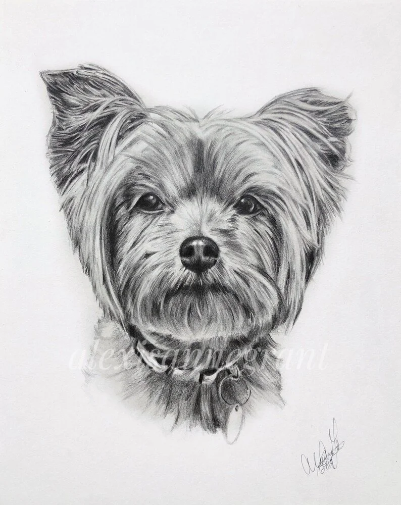 custom small dog portrait drawing pencil on paper floating portrait of dog hand drawn from photo