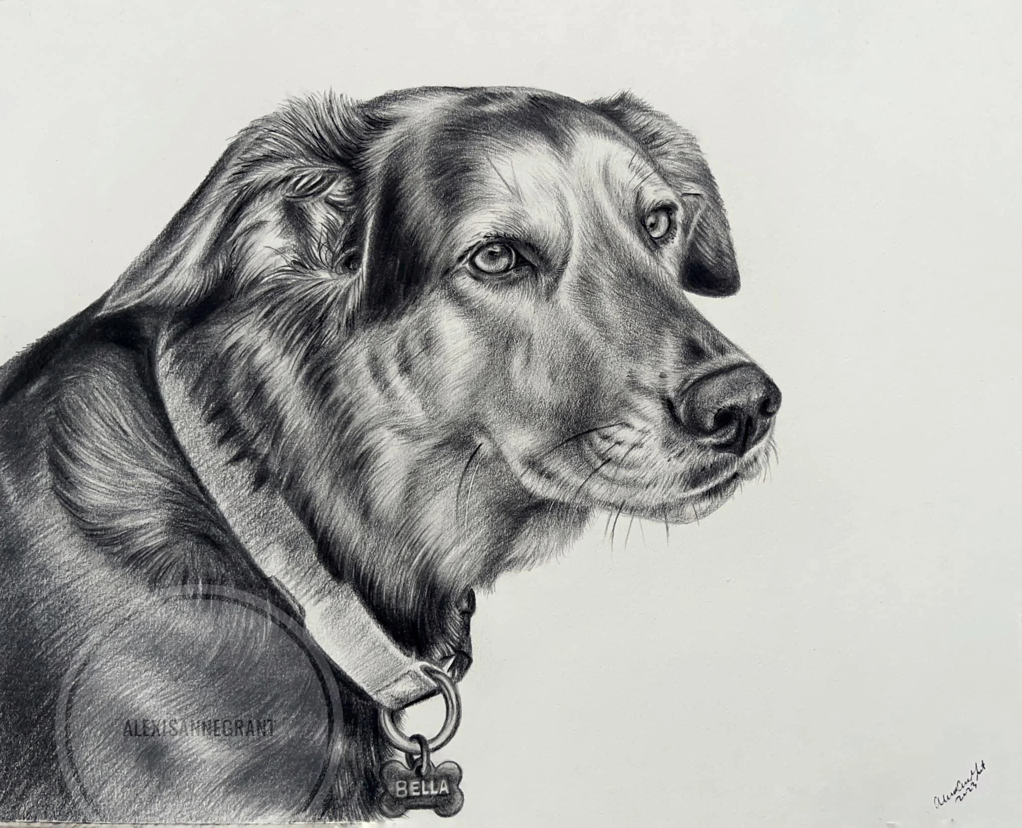 profile pet portrait drawing from photo in graphite pencil on paper