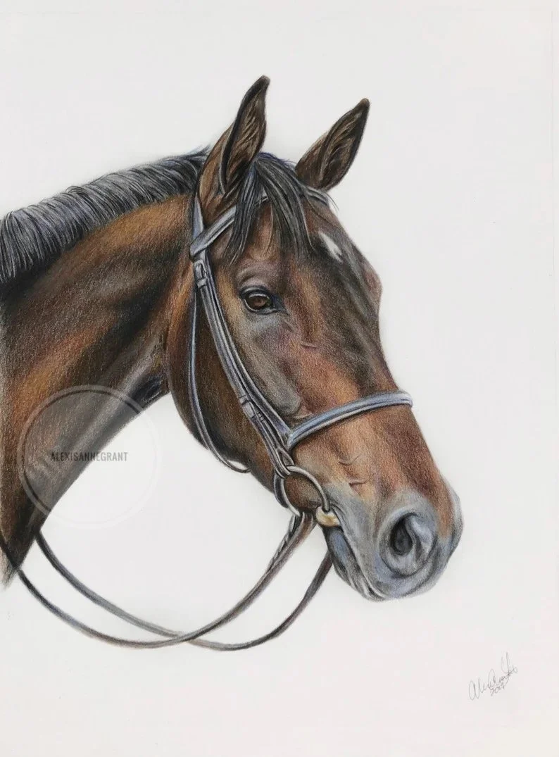 custom horse portrait in colored pencil, bay thoroughbred profile drawing hand drawn by Alexis Anne grant