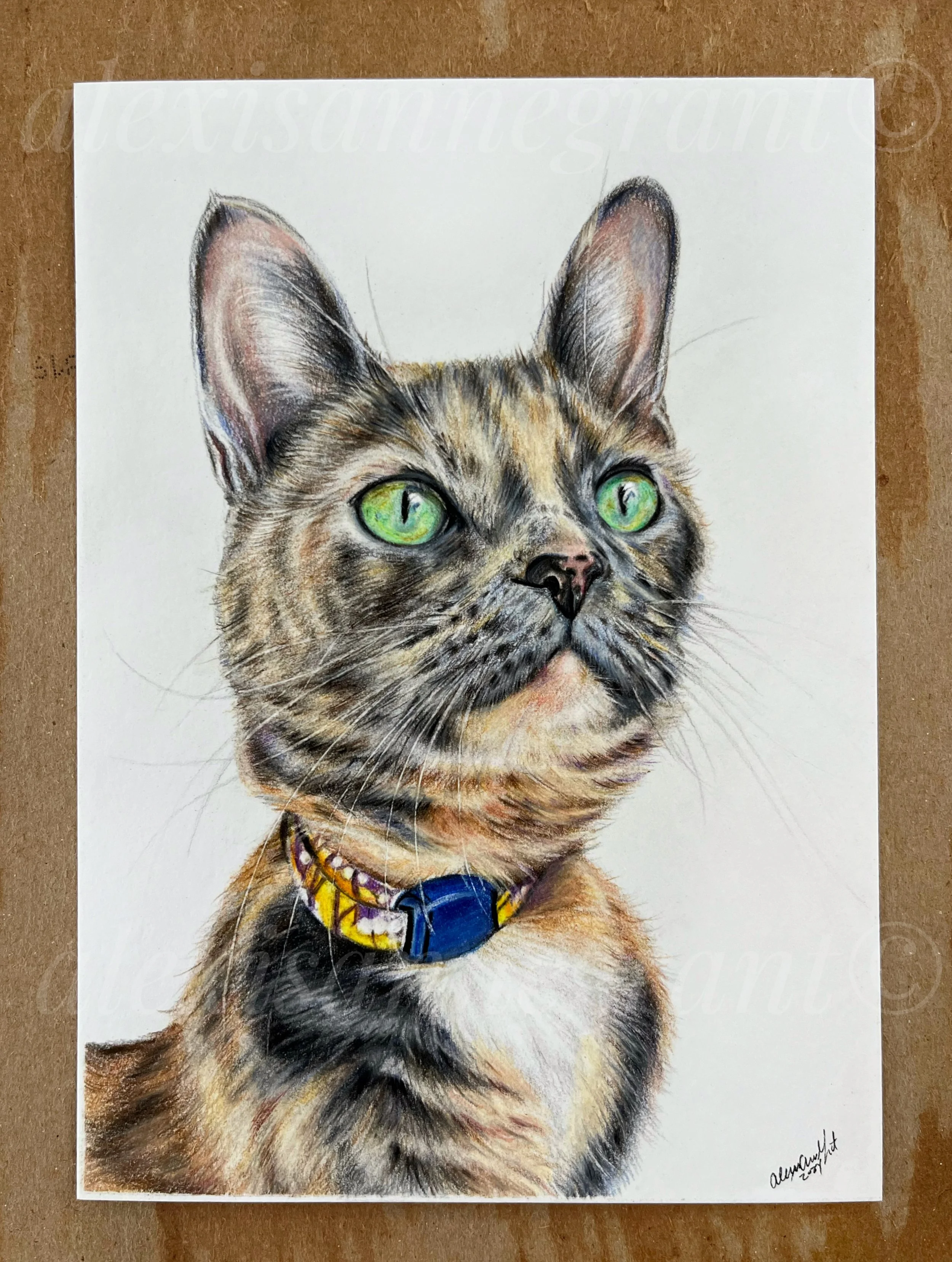 cat portrait in colored pencil cat has green eyes with collar looking up at the corner of the paper