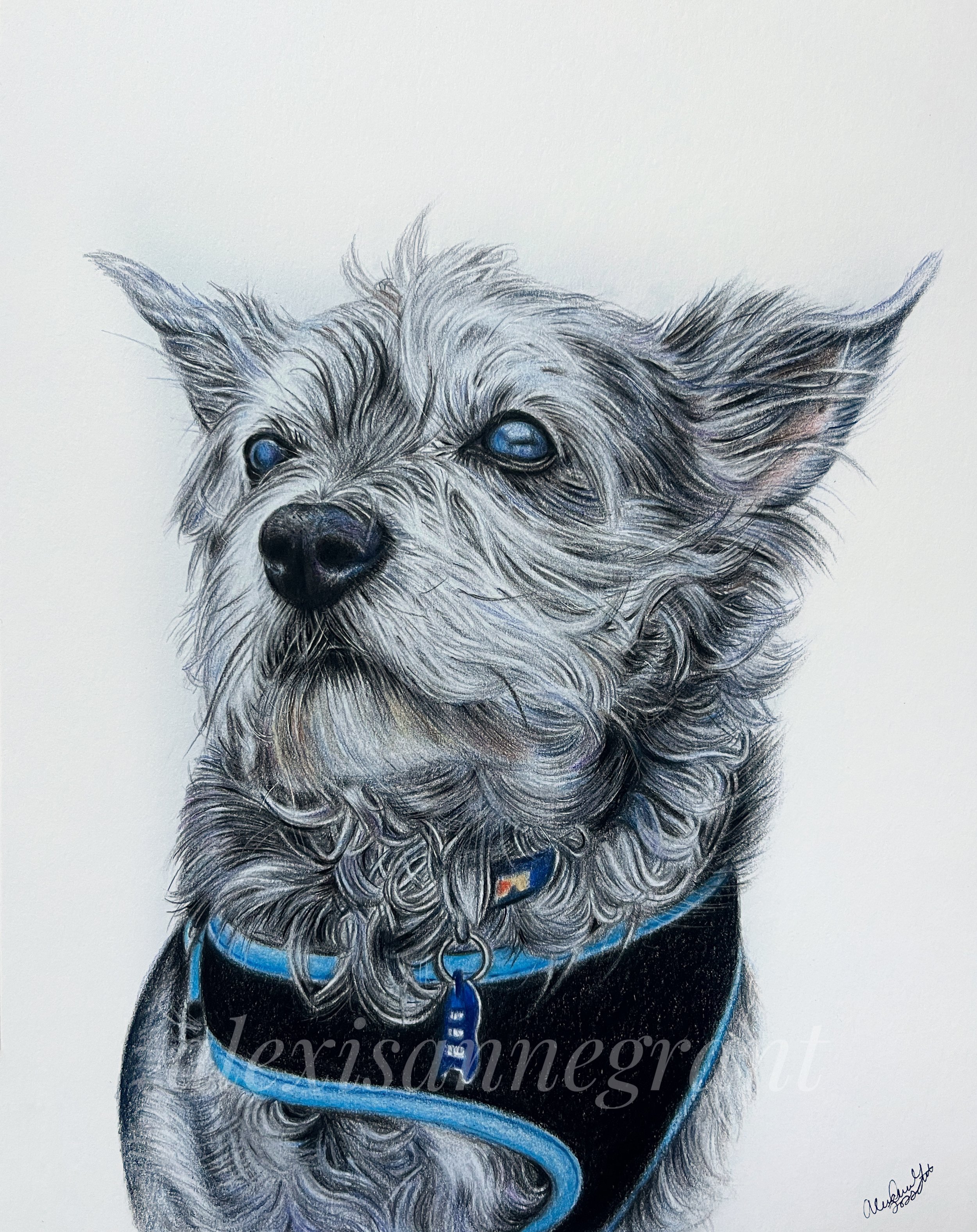 senior dog wired hair portrait drawing in colored pencil on paper hand drawn by Alexis Anne grant dog in harness