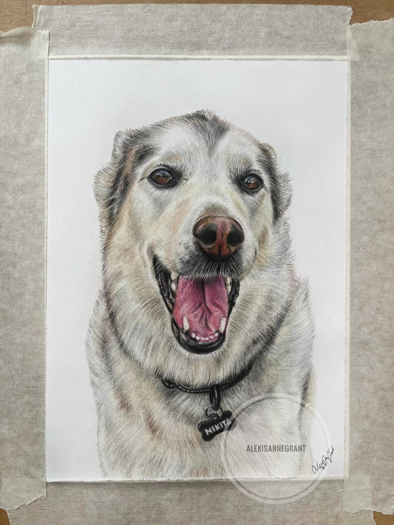 hand drawn dog portrait in pencil on paper German Shepard smiles at camera light golden coat