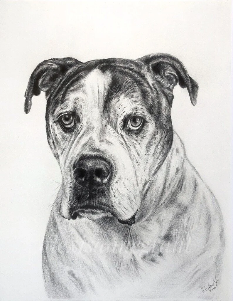 bull dog portrait drawing on paper pencil on paper hand drawn from photo custom dog portrait timeless fine art classic art