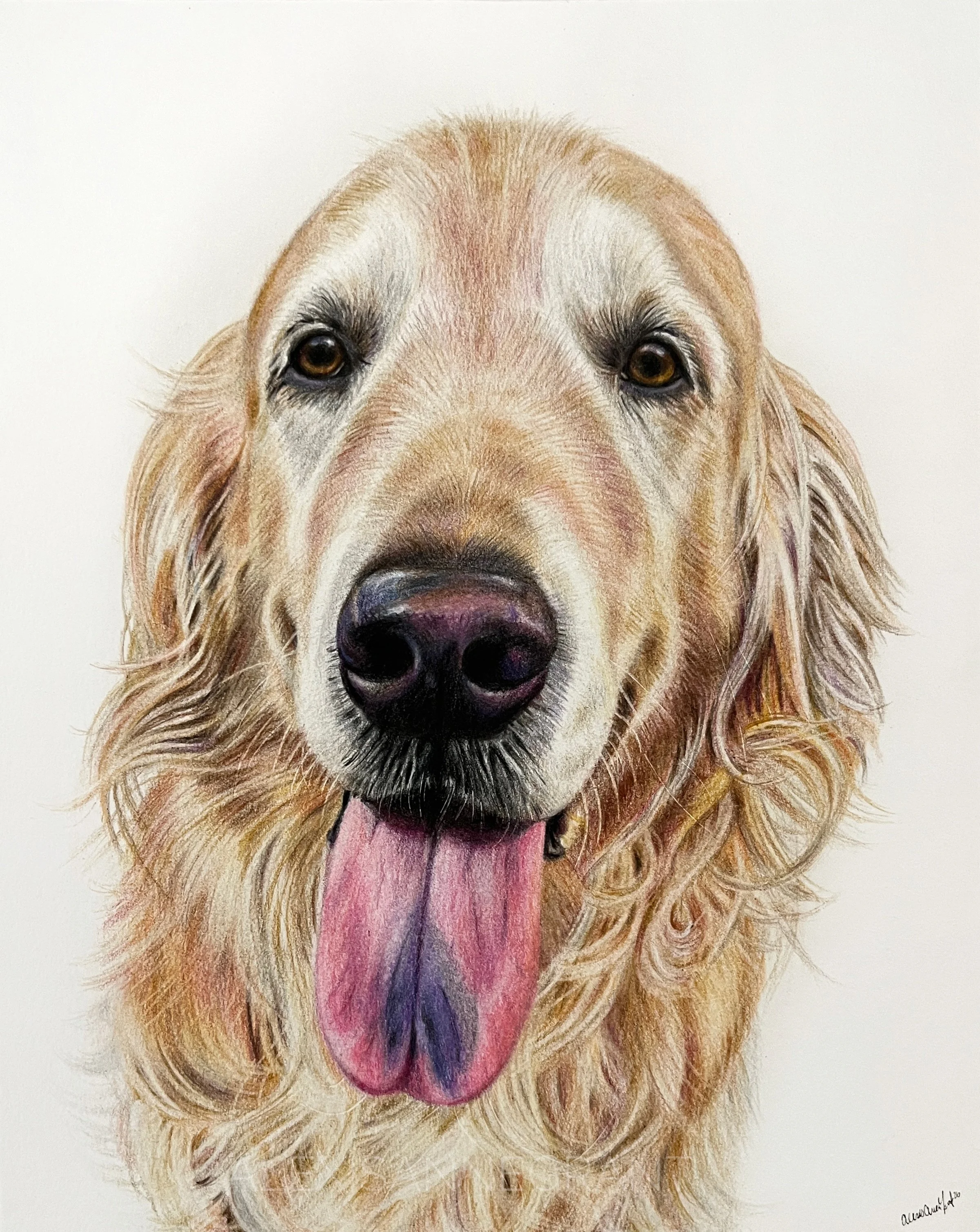 custom golden retriever portrait drawing on paper in colored pencil by Alexis Anne grant custom pet portrait fine art timeless physical art