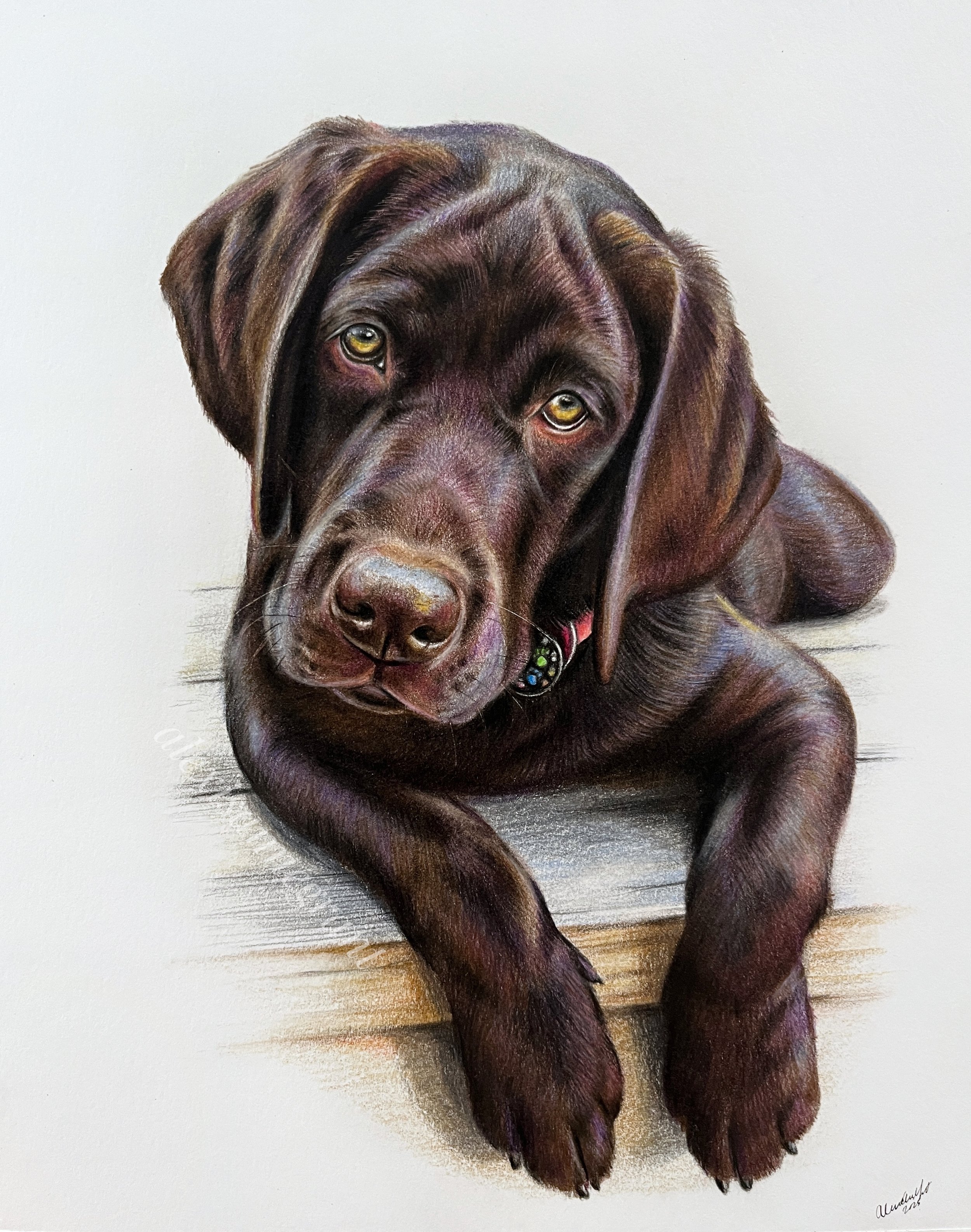 chocolate labrador portrait drawing on paper hand drawn in pencil full body drawing of dog on dock custom timeless fine art for dog lovers