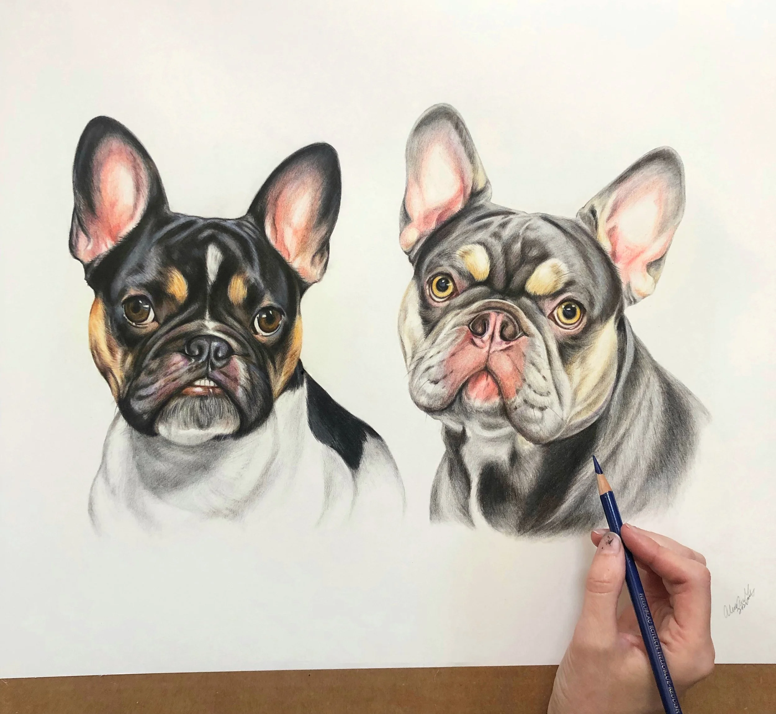 photo of the artist's hand drawing two bulldogs in colored pencil the drawing is of a black and tan dog on the left and a grey and tan dog on the right theyre floating portraits and this drawing is in progress this link takes you to the gallery