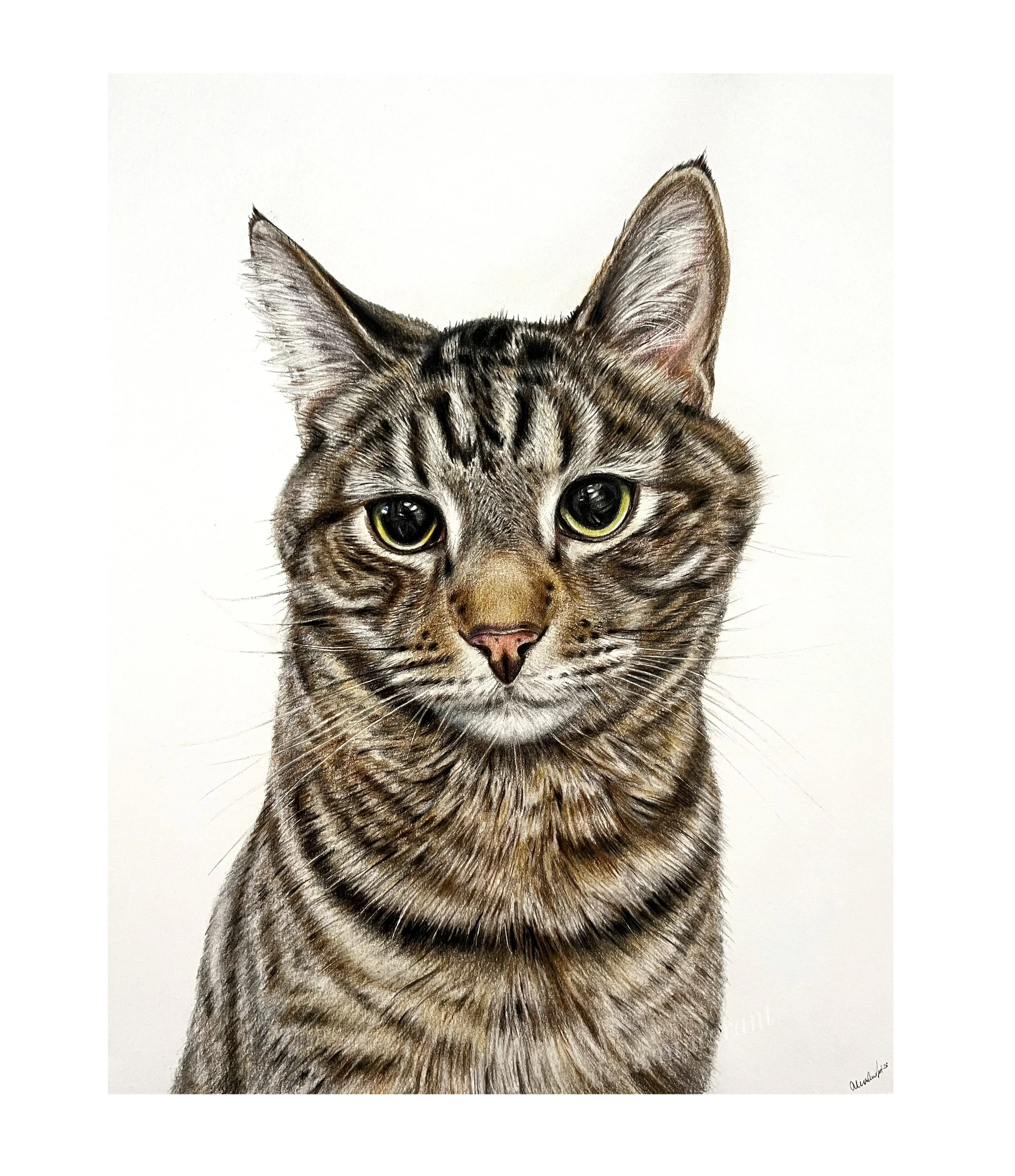 cat portrait drawing in colored pencil on paper hand drawn by Alexis Anne grant this photo shows a tabby looking at the viewer hand drawn from photo cats stripes are visible and ears are up