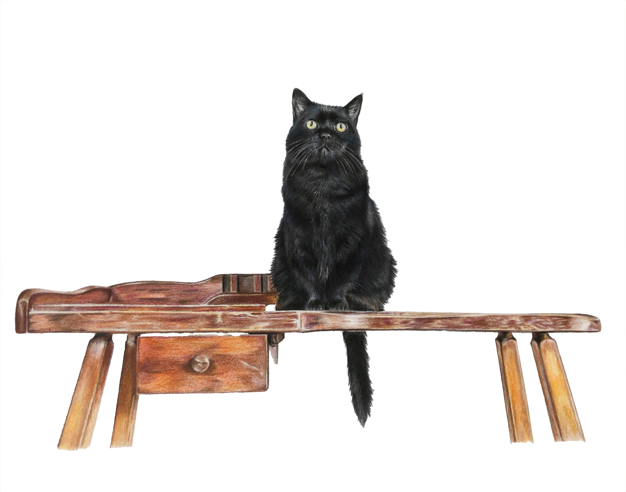 drawing of a black cat on a desk the cat is looking up at the page