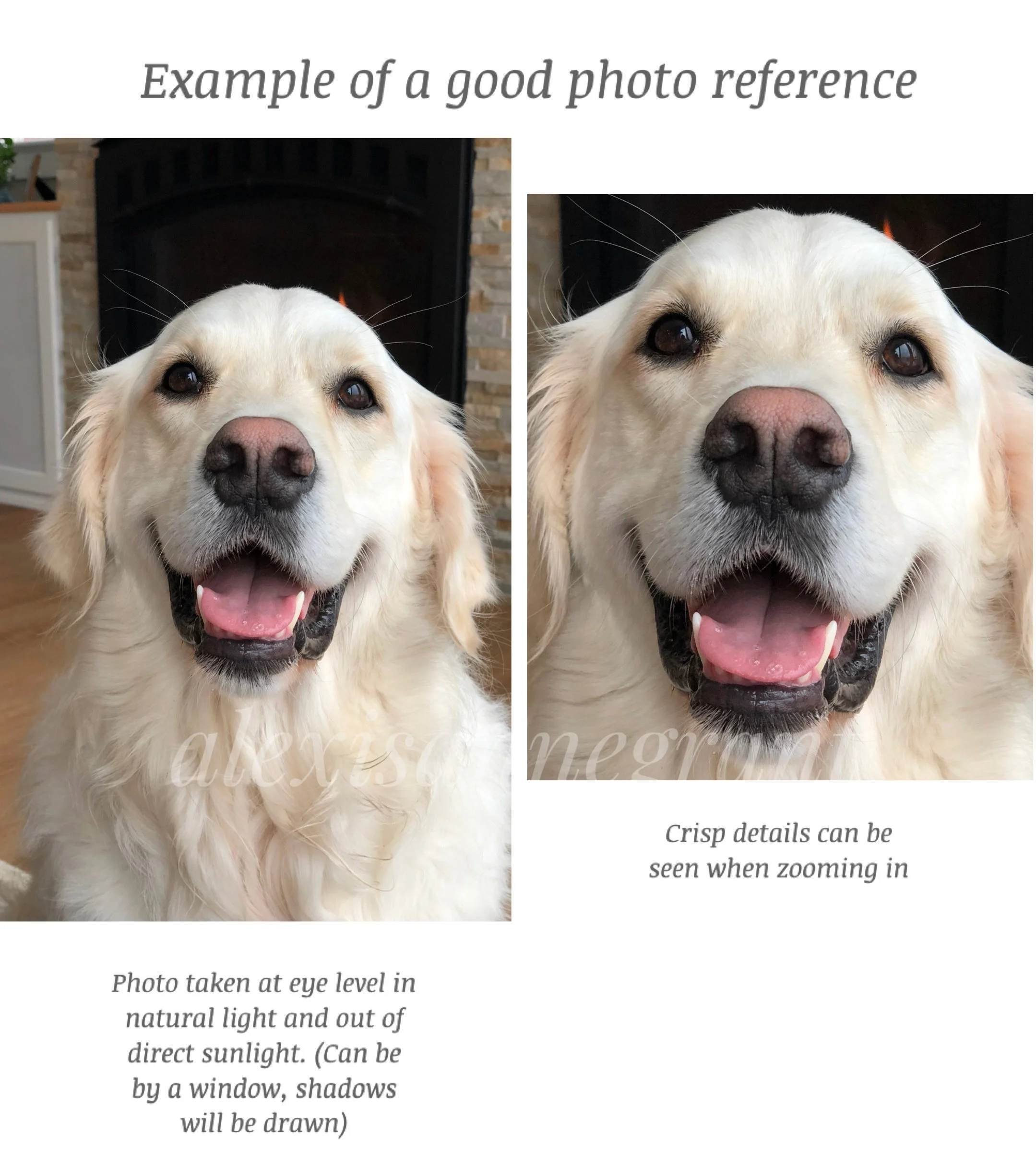 artist shows diagram for choosing the best photo reference for  a portrait painting this is a white retriever close up showing natural light and crisp details to reference photo taken at eye level