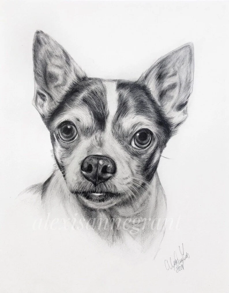 custom small dog portrait drawing pencil on paper floating portrait of dog hand drawn from photo