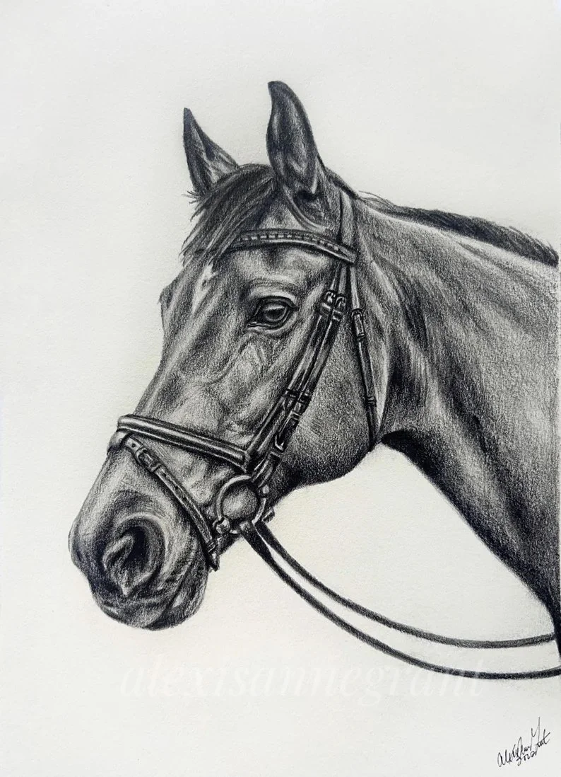 horse portrait drawing on paper black and white graphite pencil hand drawn from photo horse profile drawing in bridle with ears up