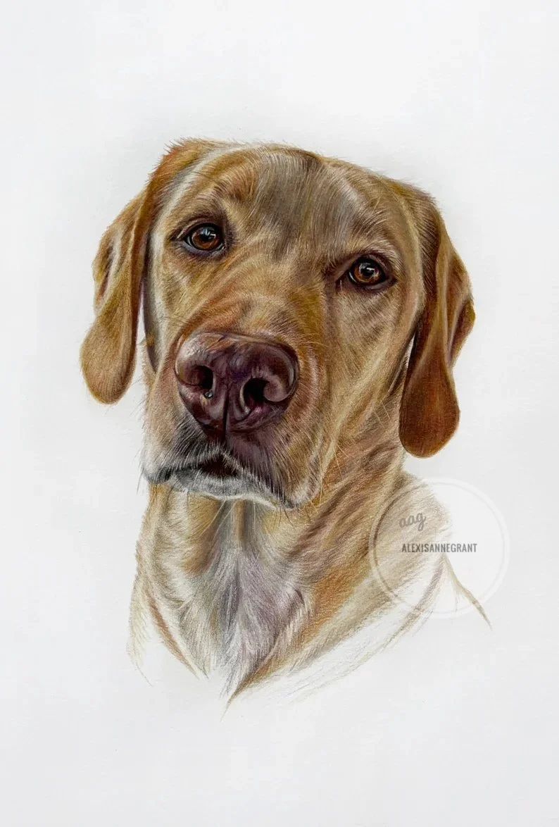 custom dog portrait drawing in colored pencil on paper Labrador floating portrait on board