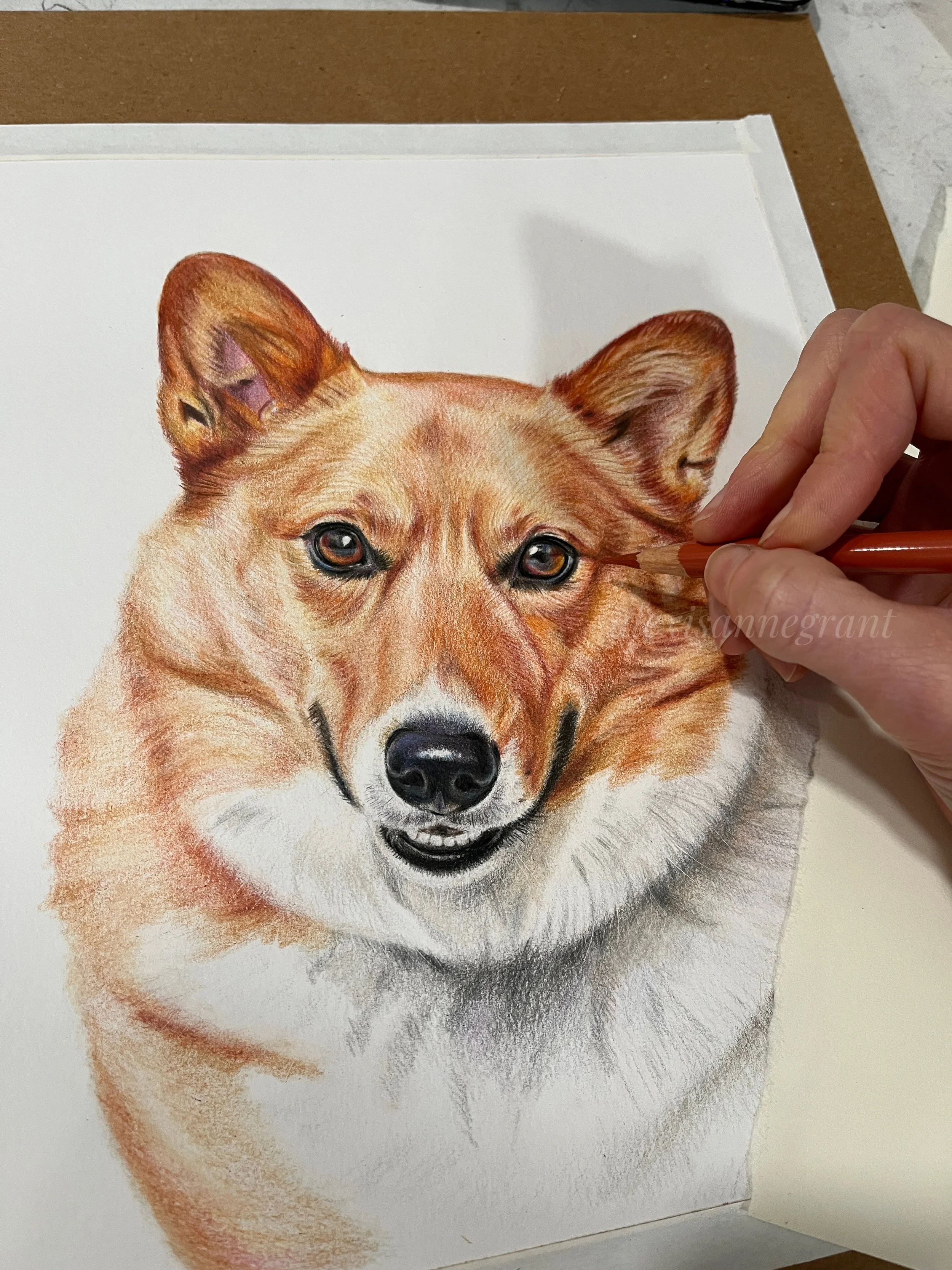 in progress portrait drawing with pencils hand drawn from photos corgi portrait Artist's hand shows pencil to paper