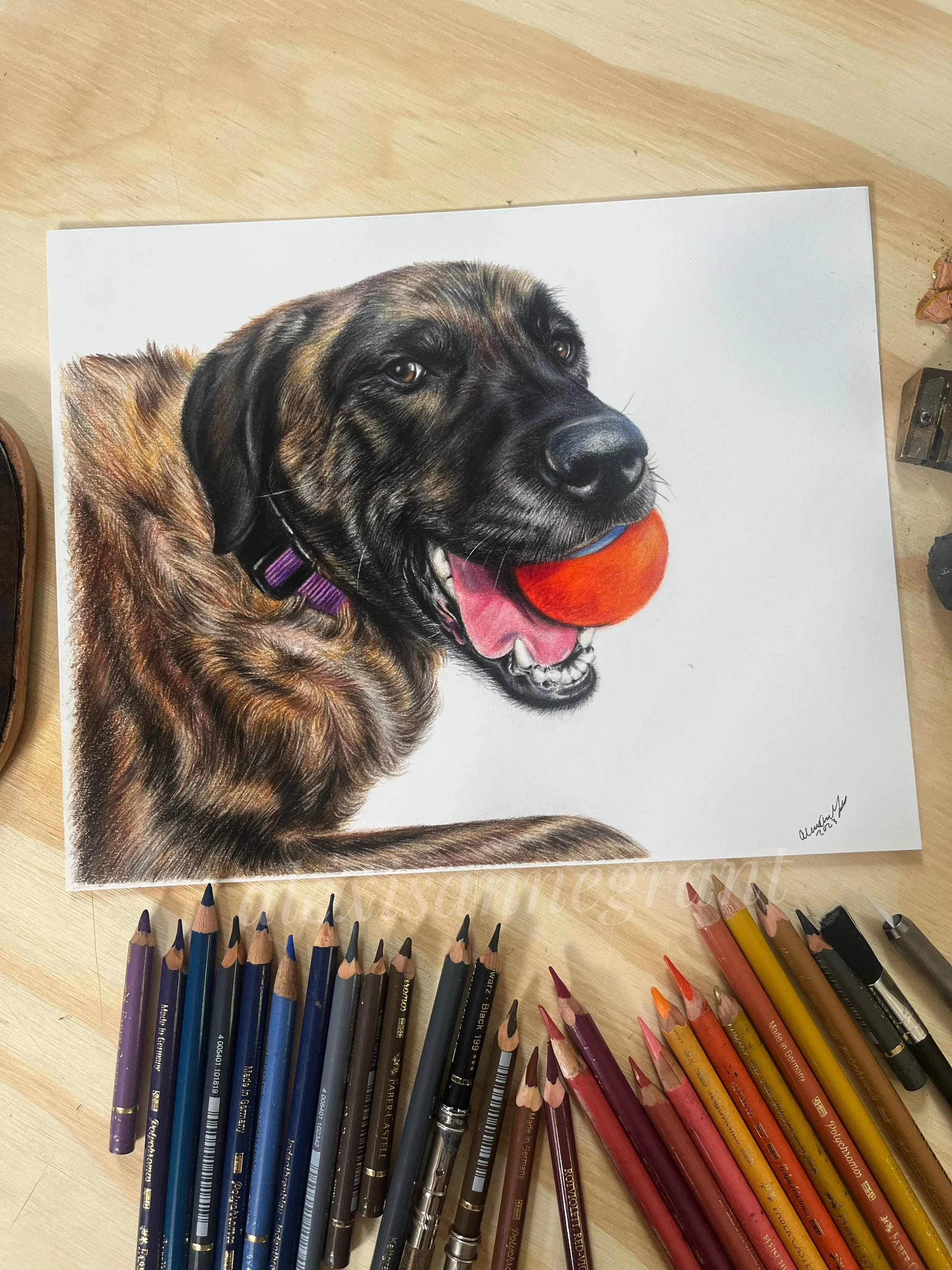 portrait drawing with pencils in the photo, polychromos colored pencil on paper dog with ball drawing hand drawn from photo