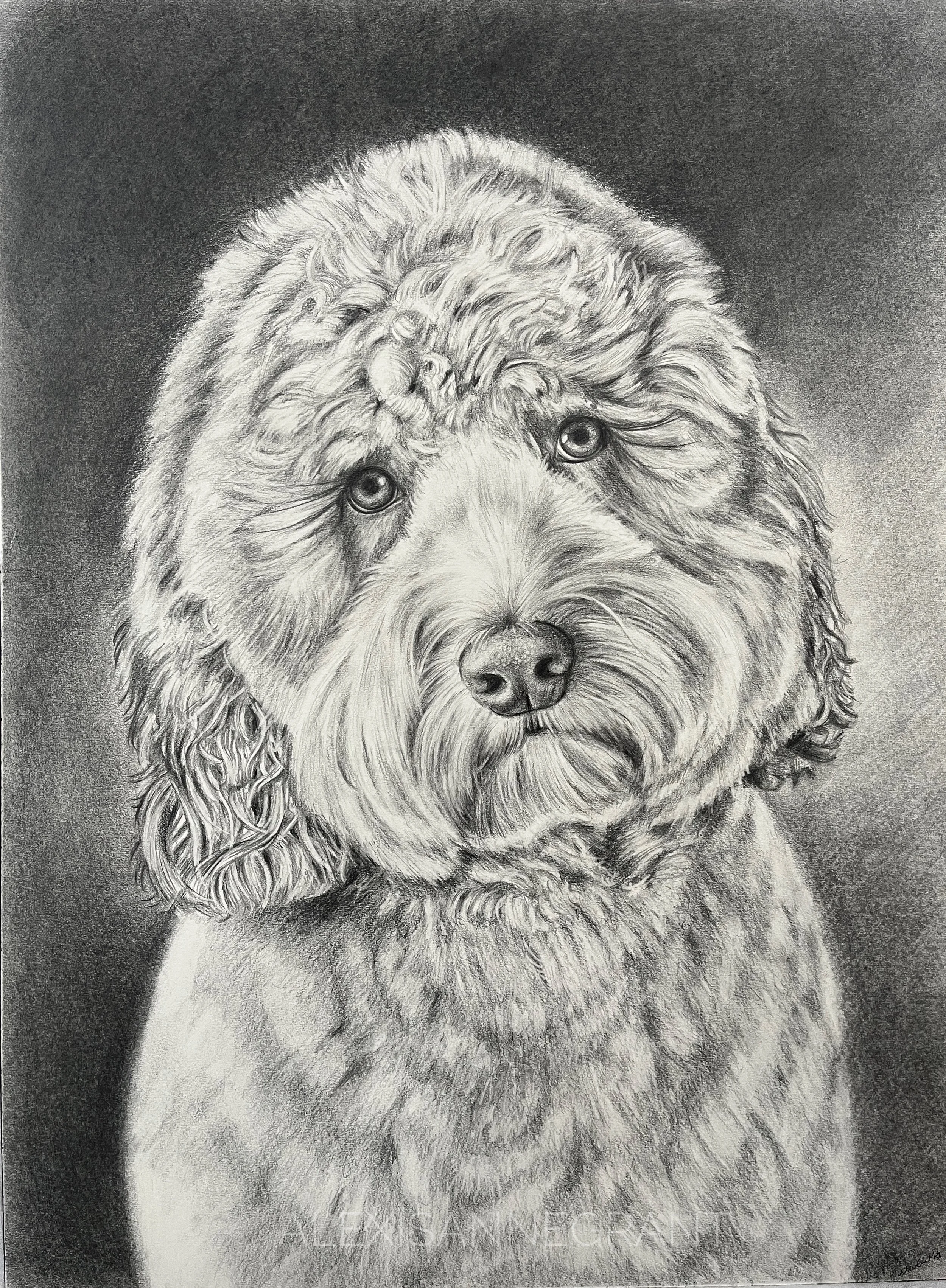 Graphite Portrait