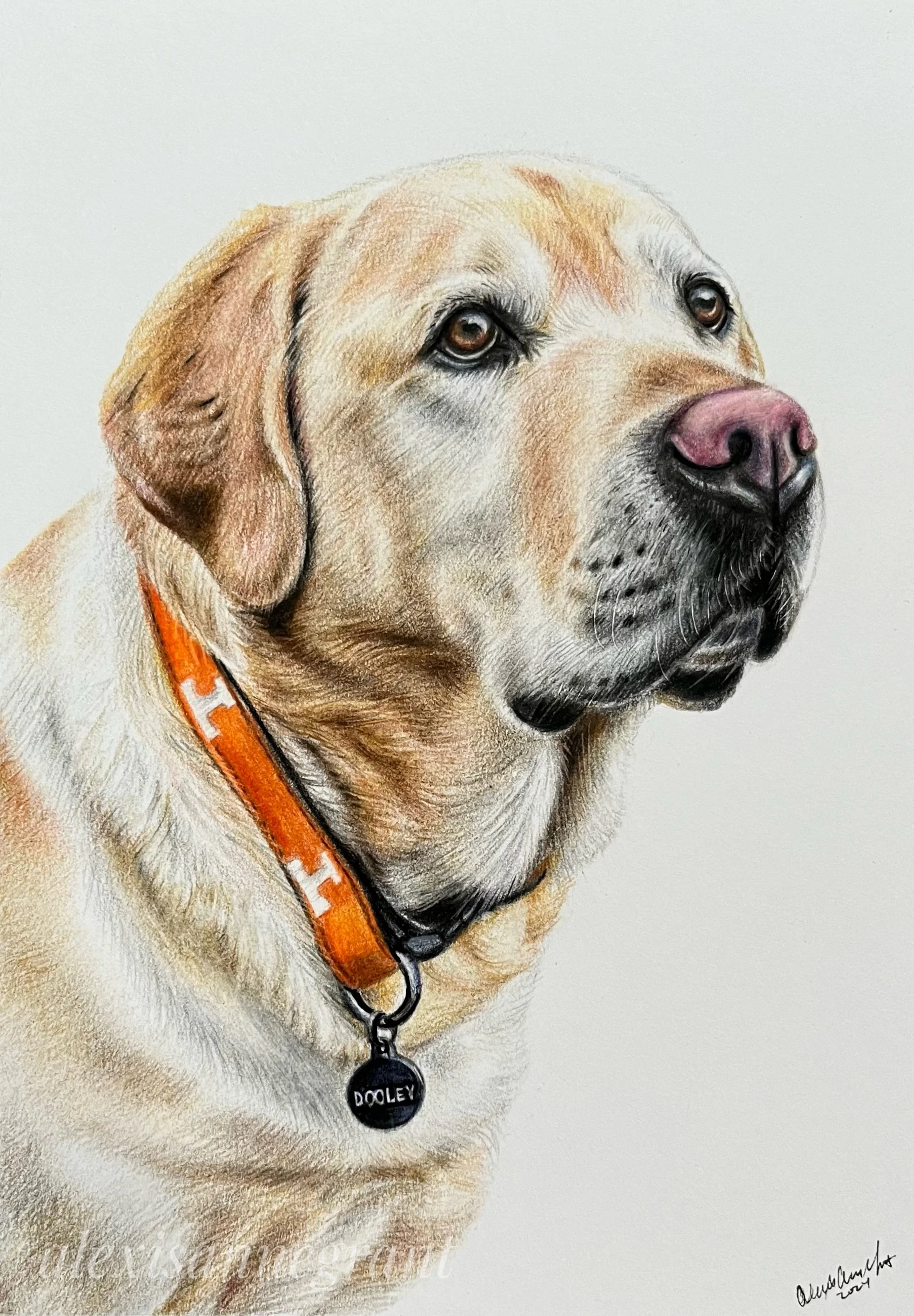 labrador retriever custom pencil drawing on paper color hand drawn from photo animal love gift memorial art on paper
