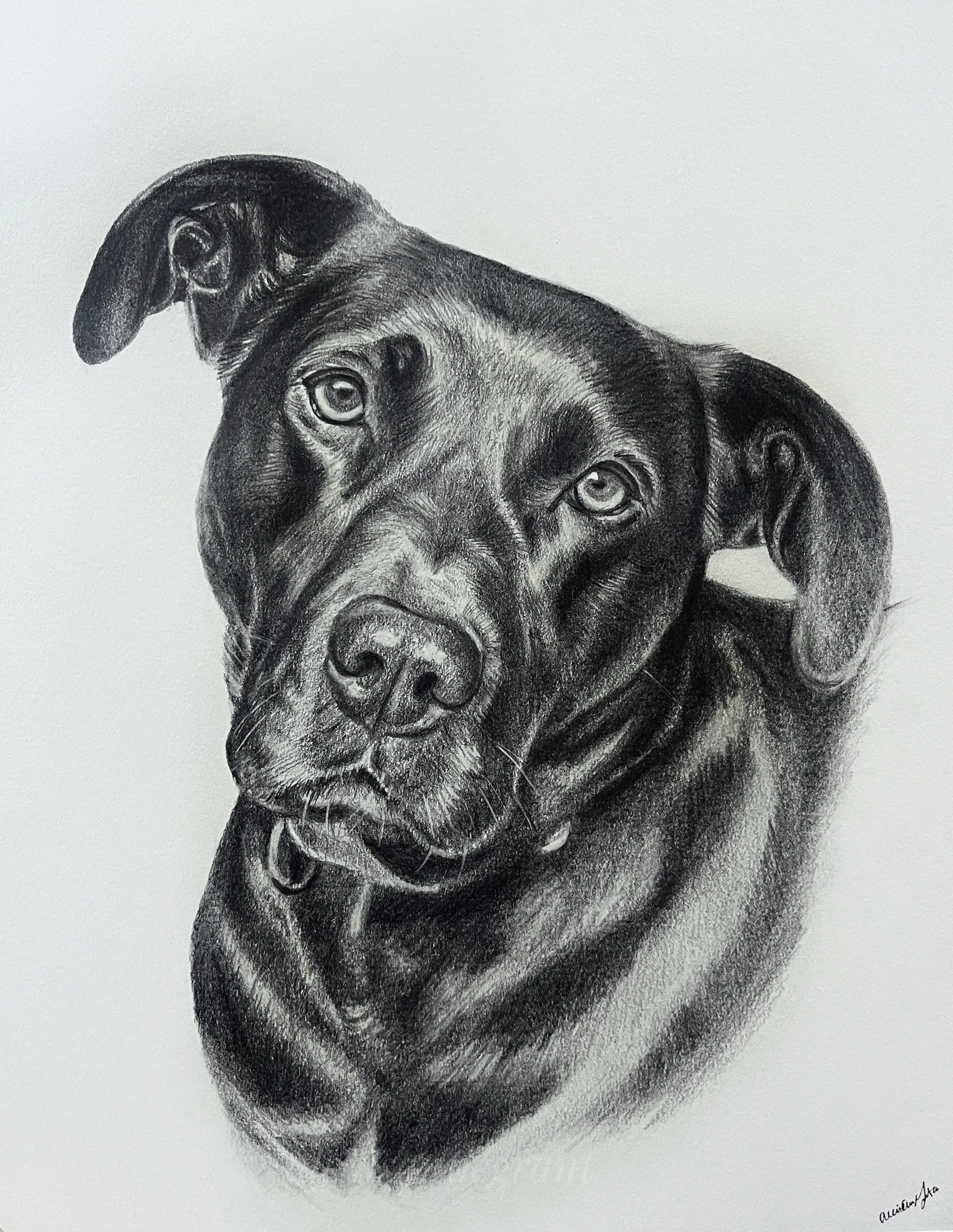 black and white dog portrait drawing pencil on paper art from photo