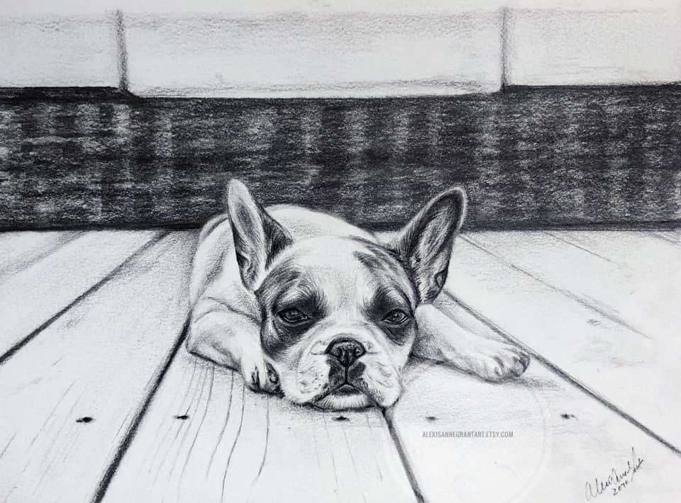 drawing of French laying on deck looking at camera custom pet portrait from photo hand drawn dog portrait