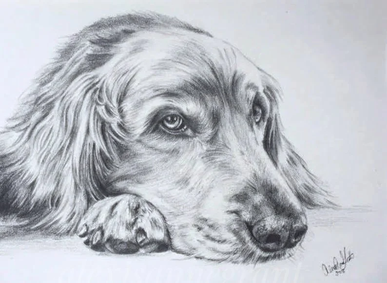 golden retriever in pencil on paper dog in laying on paw hand drawn from photo custom art