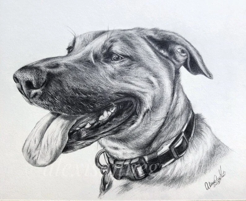 pencil drawing of dog's profile custom pet portrait pencil on paper graphite black and white dog portrait by Alexis Anne grant