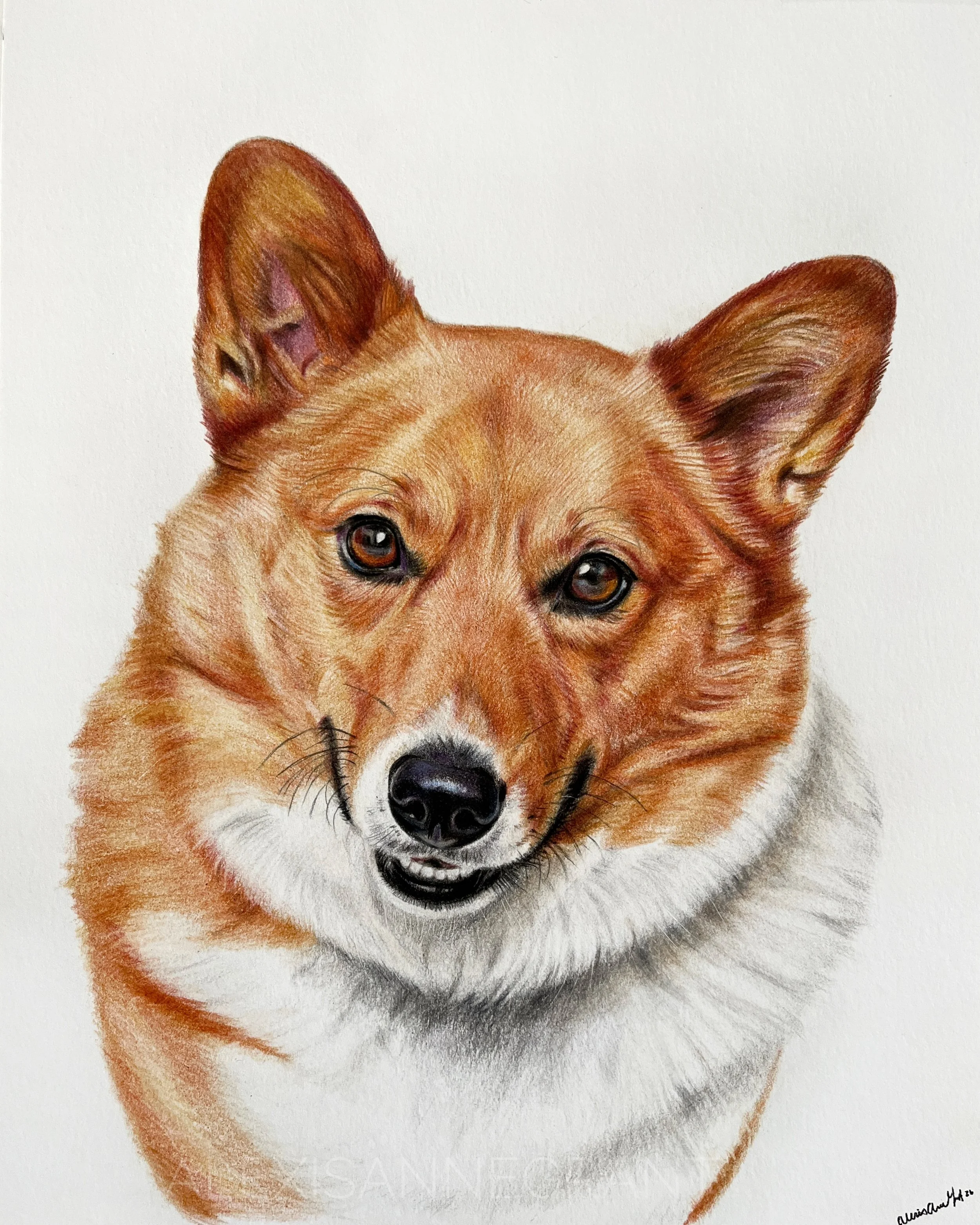 finished corgi portrait polychromos pencil on Bristol board paper hand drawn from photo pet portrait 100 percent hand drawn