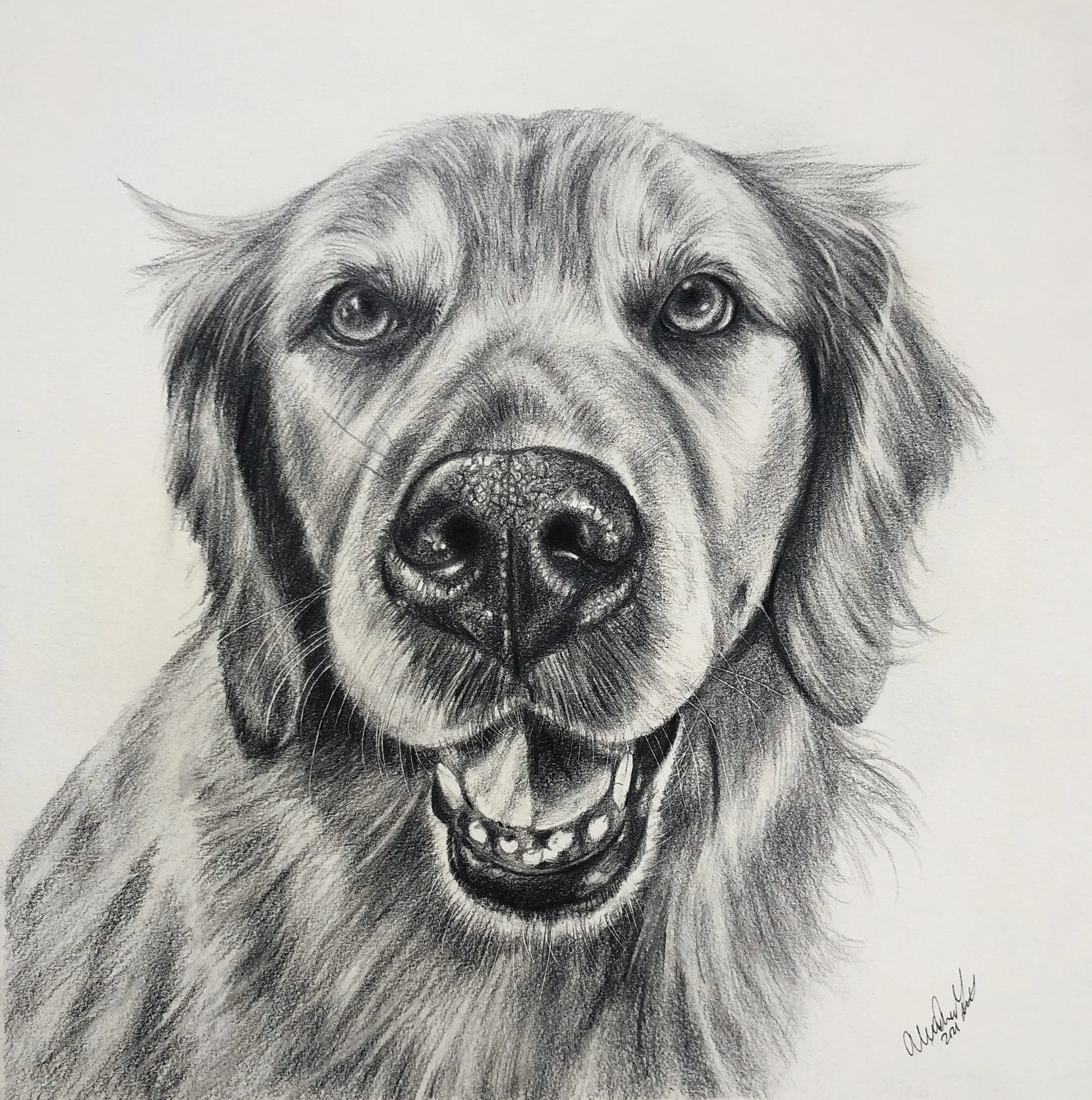golden labrador with long coat portrait drawing dog smiles at camera custom art from photo