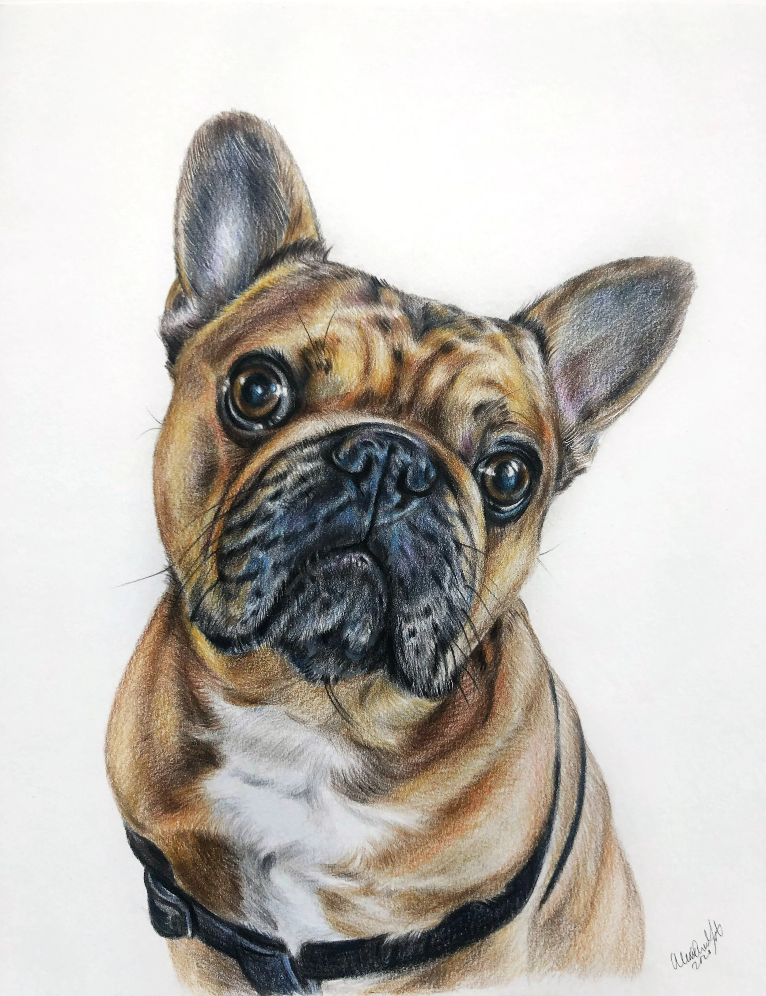 Boston terrier portrait drawing in colored pencil on paper golden coat with brown eyes hand drawn from photo art on paper dog lover gift memorial portrait
