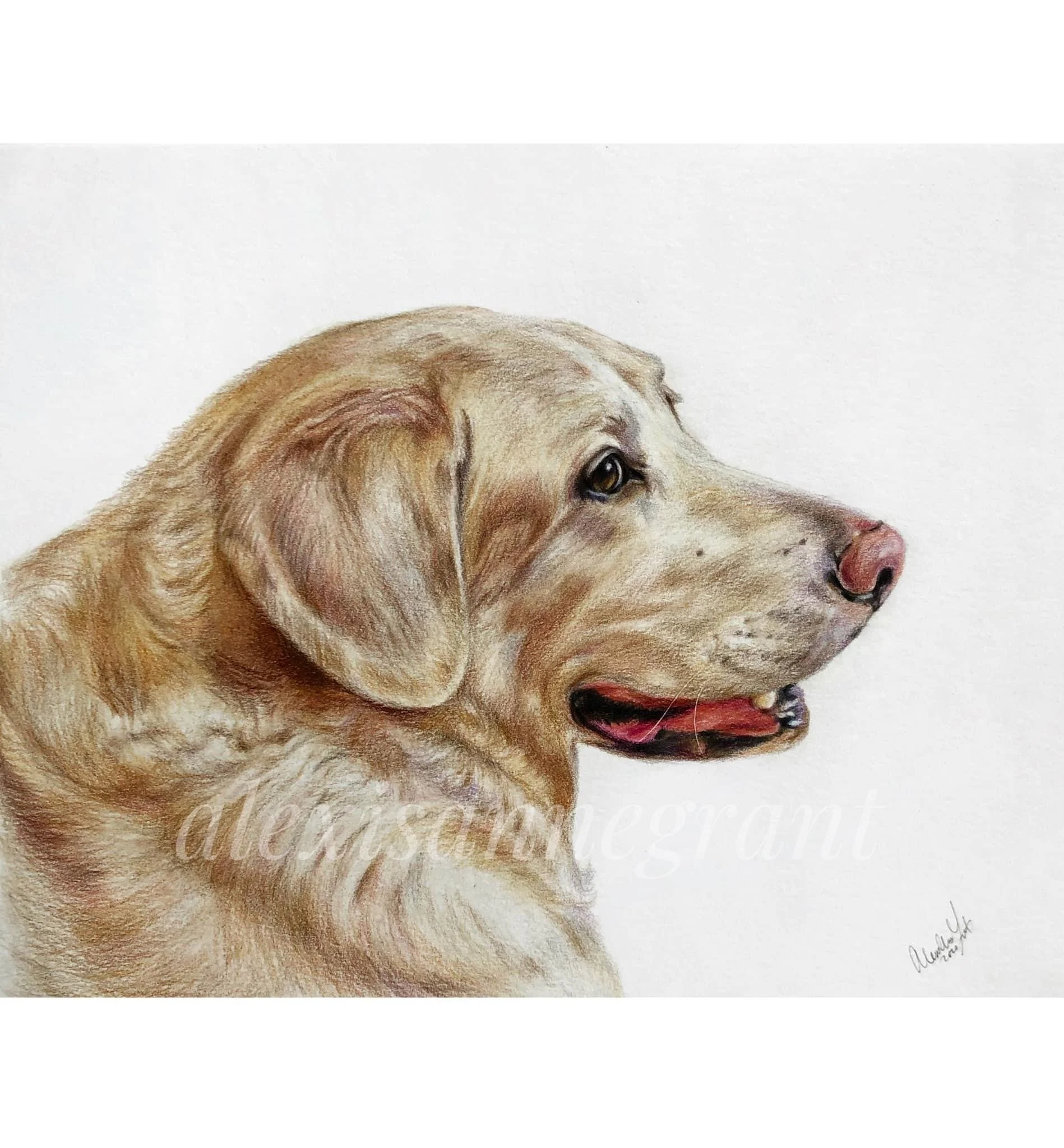gold retriever profile portrait drawing on paper in colored pencil