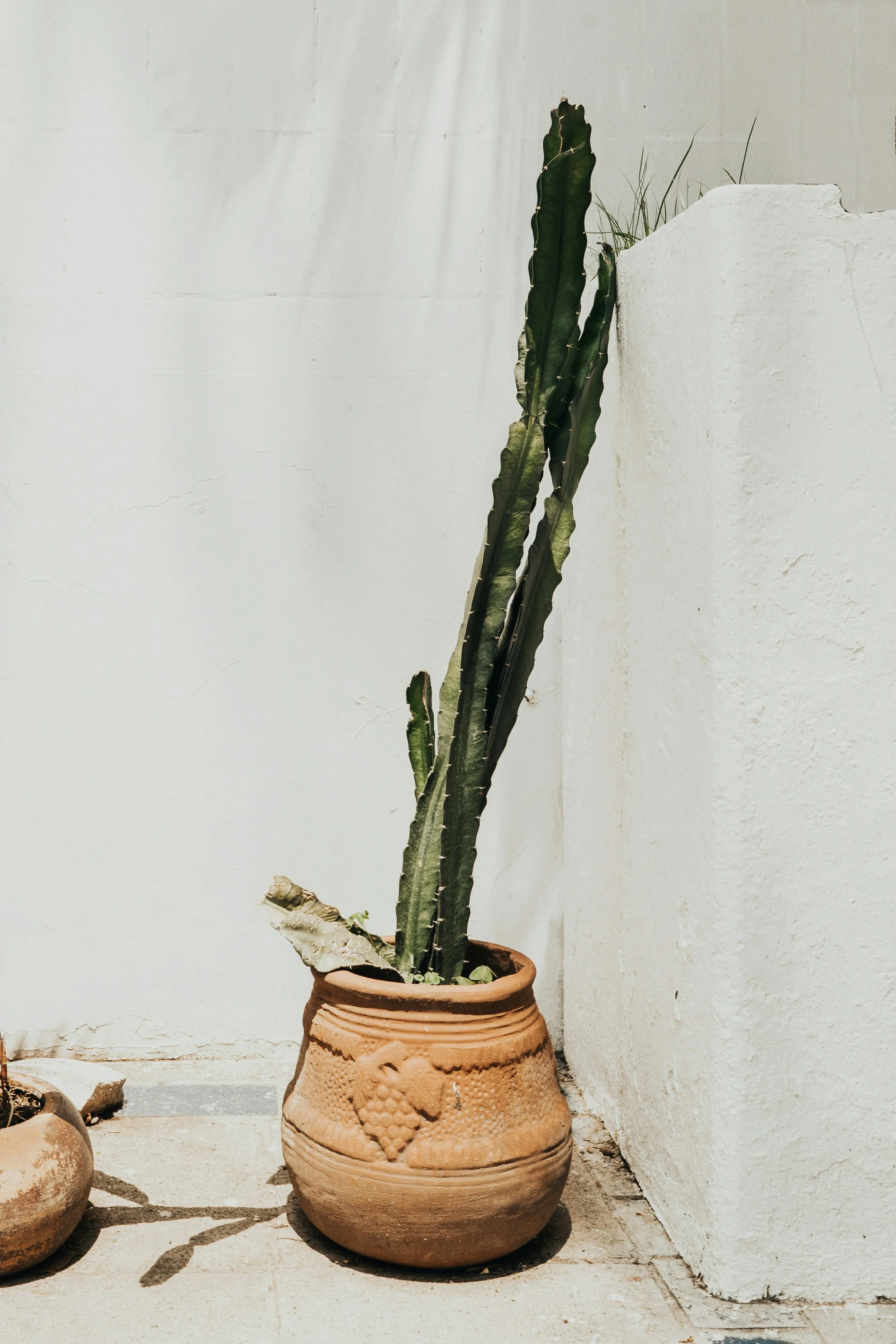 A large potted cactus plant with tall, dark green stems is placed outdoors against a white wall. The pot is ceramic with decorative patterns, and a smaller plant is visible in another pot to the left.