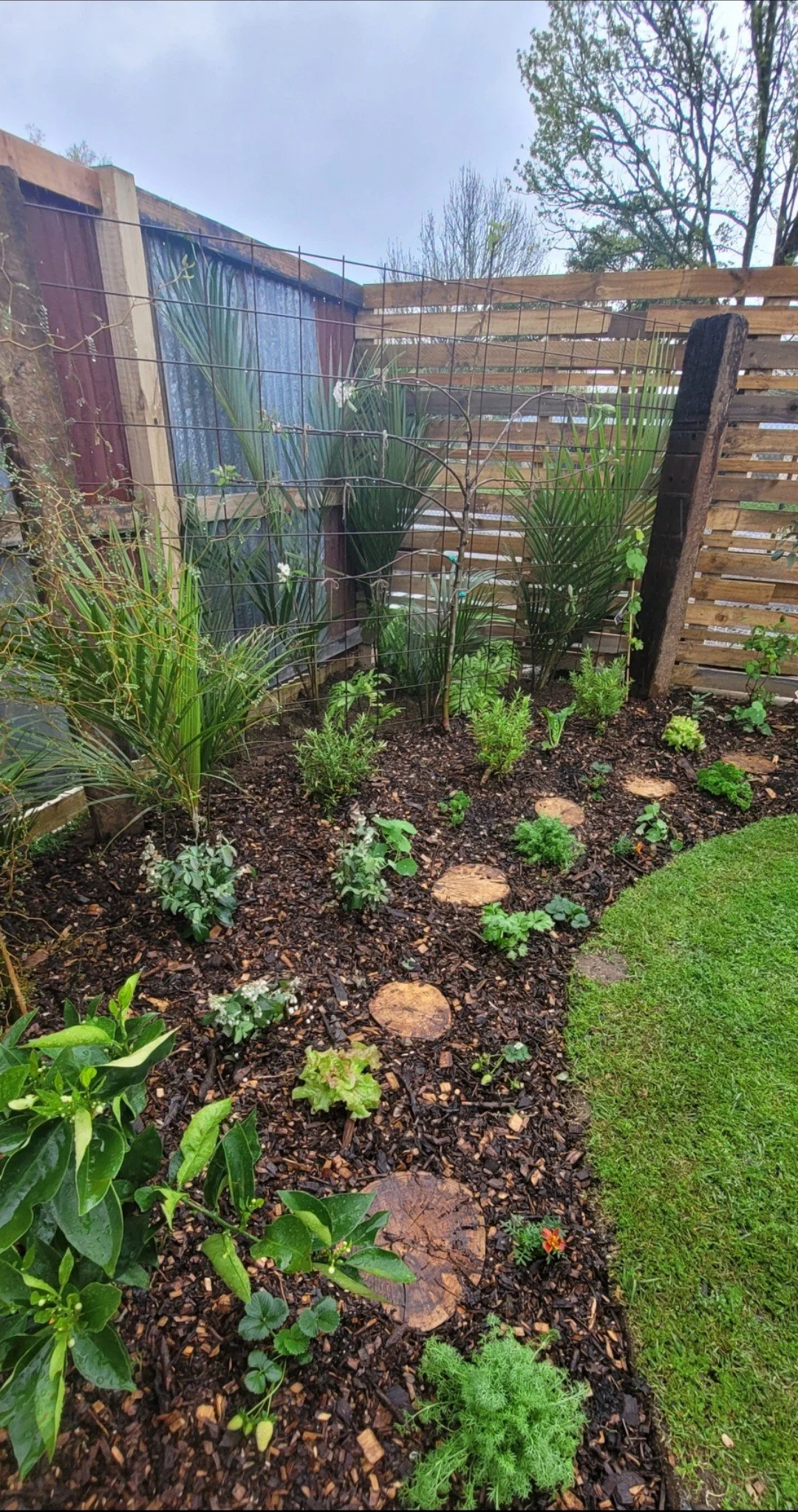 A garden with a small flowerbed featuring green plants and flowers, bordered by mulch and stepping stones, with a wooden privacy fence and a wire trellis in the background.