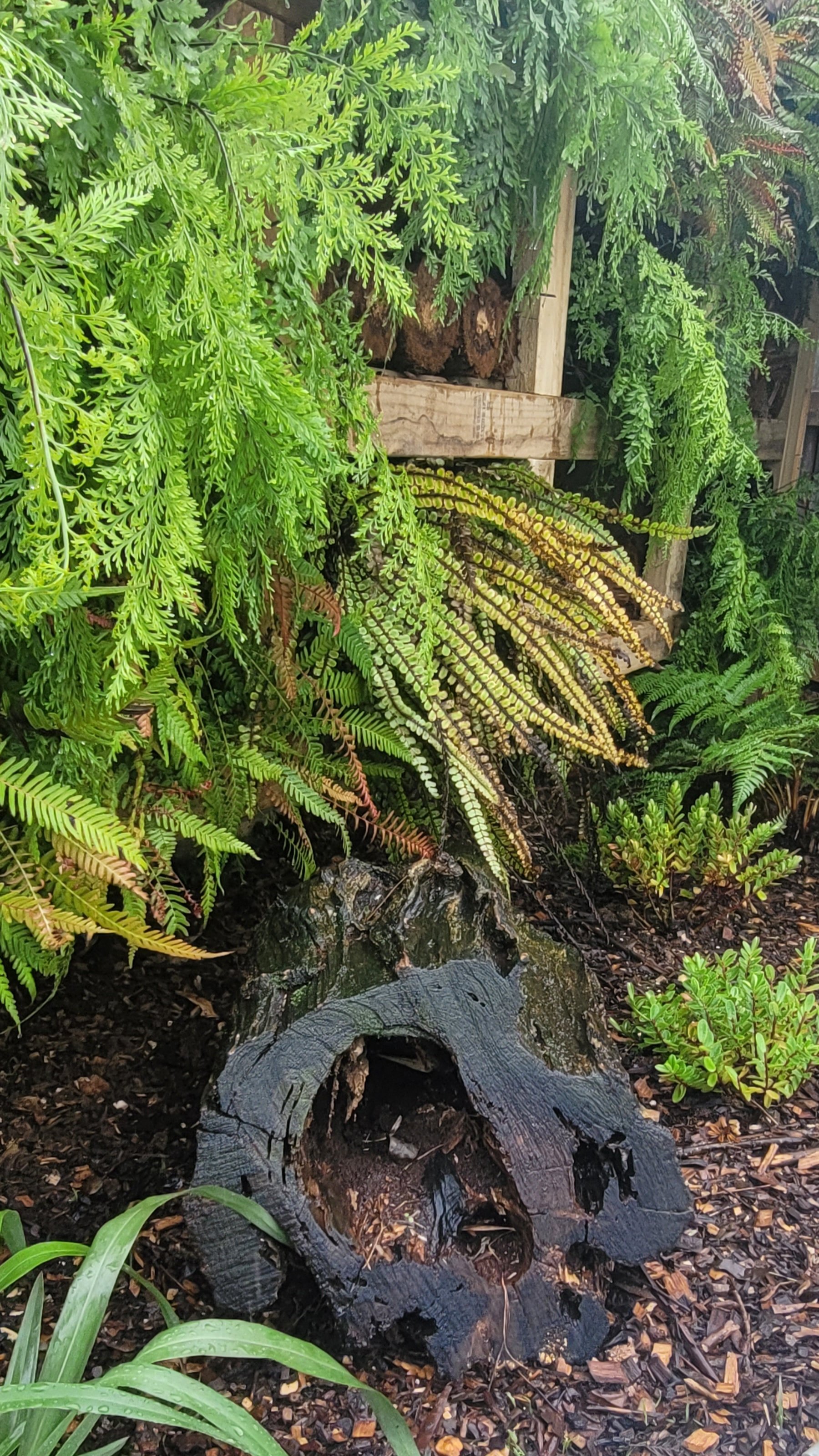 A garden scene with various green ferns, a cut tree trunk, and a wooden structure in the background.