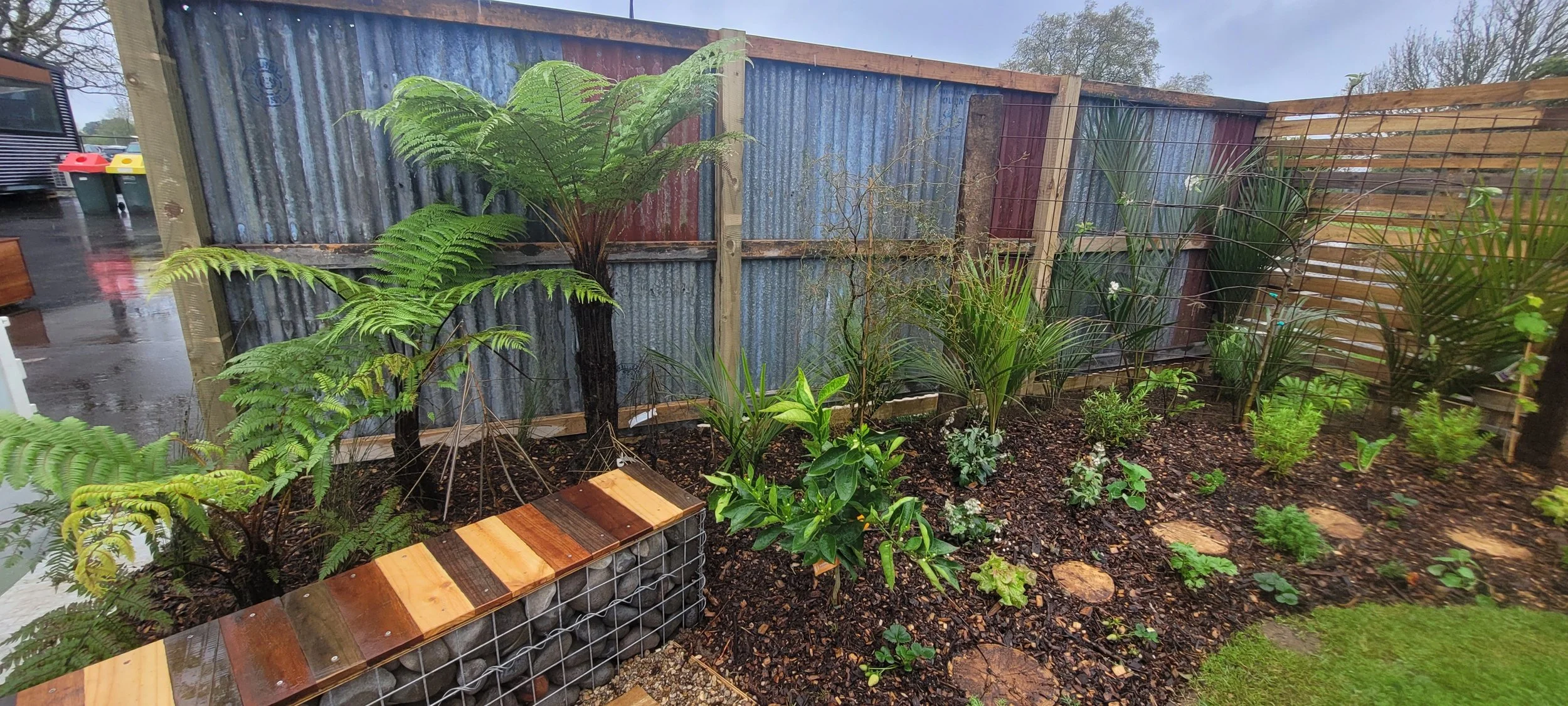 A garden with various green plants and ferns, enclosed by a corrugated metal and wooden fence, on a rainy day.