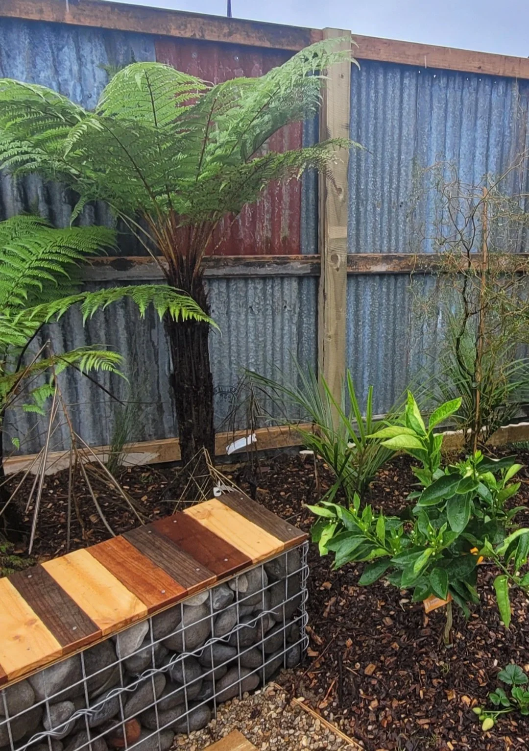 A small garden with a variety of green plants and ferns, a wooden fence with corrugated metal panels, and a landscaped area with gravel and rocks.