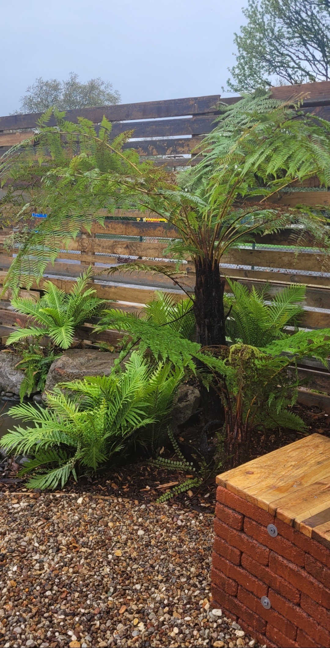 A lush green fern in front of a wooden fence, with a gravel pathway and a brick and wooden bench on the right side.