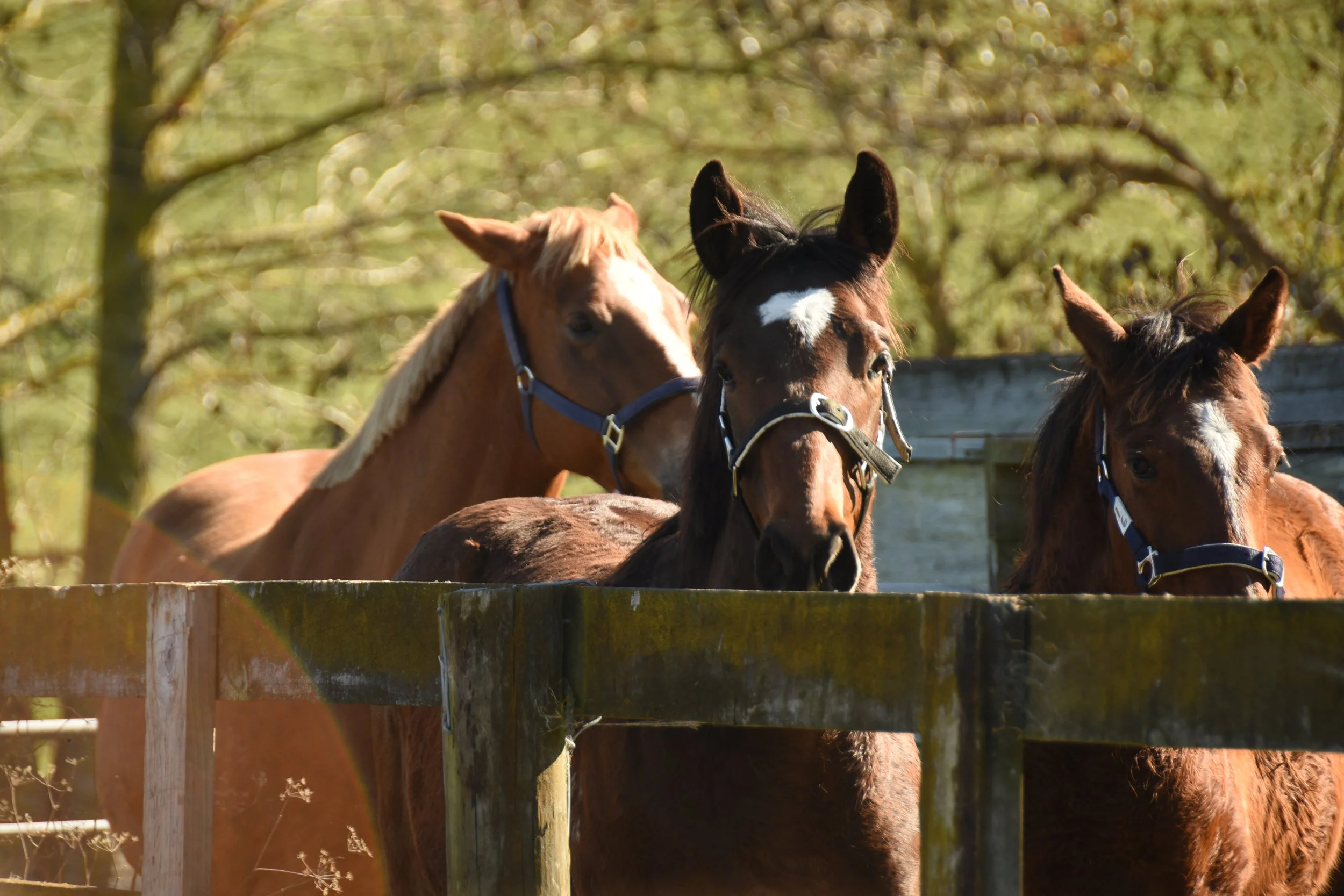 Three horses standing behind a wooden fence in a green outdoor area.