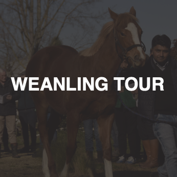 A man leading a brown and white horse during a Weanling Tour event with a group of people in the background.
