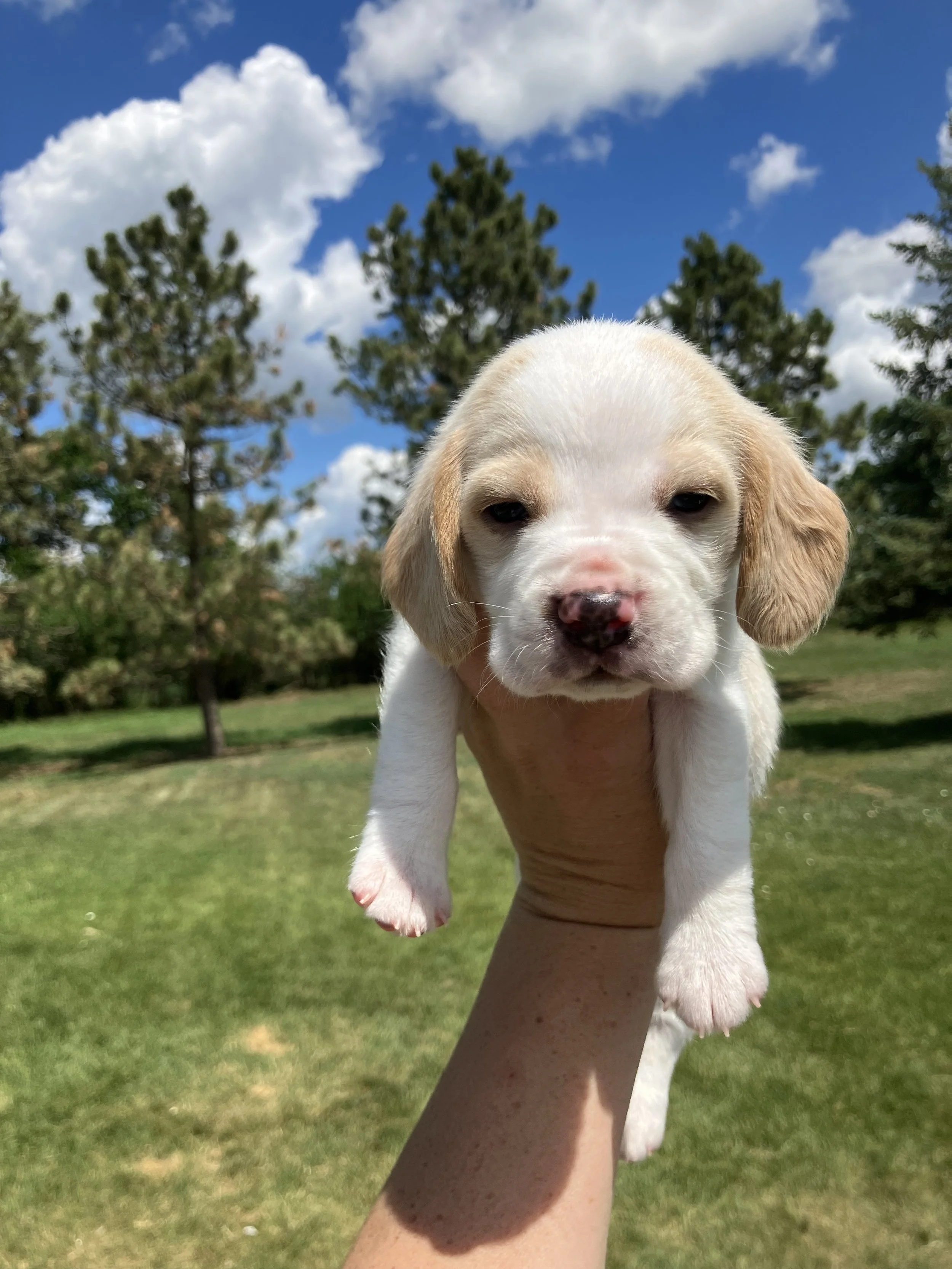 Tanner - RESERVED