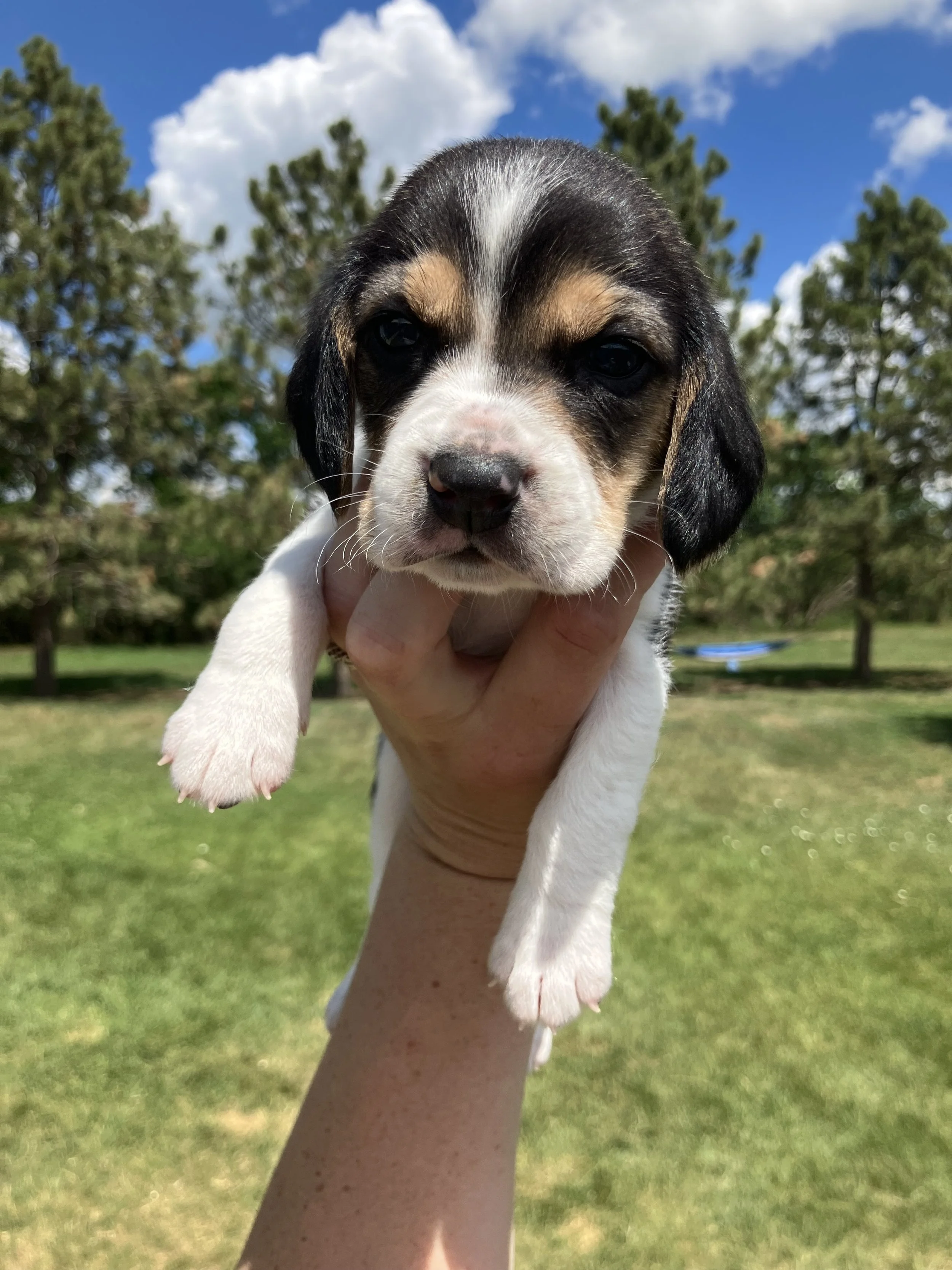 Toby
