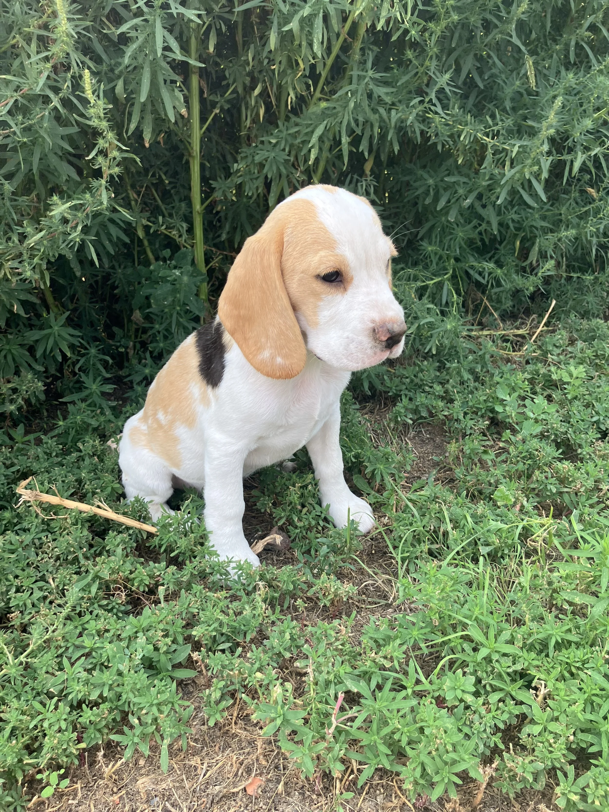 Upcoming Litters