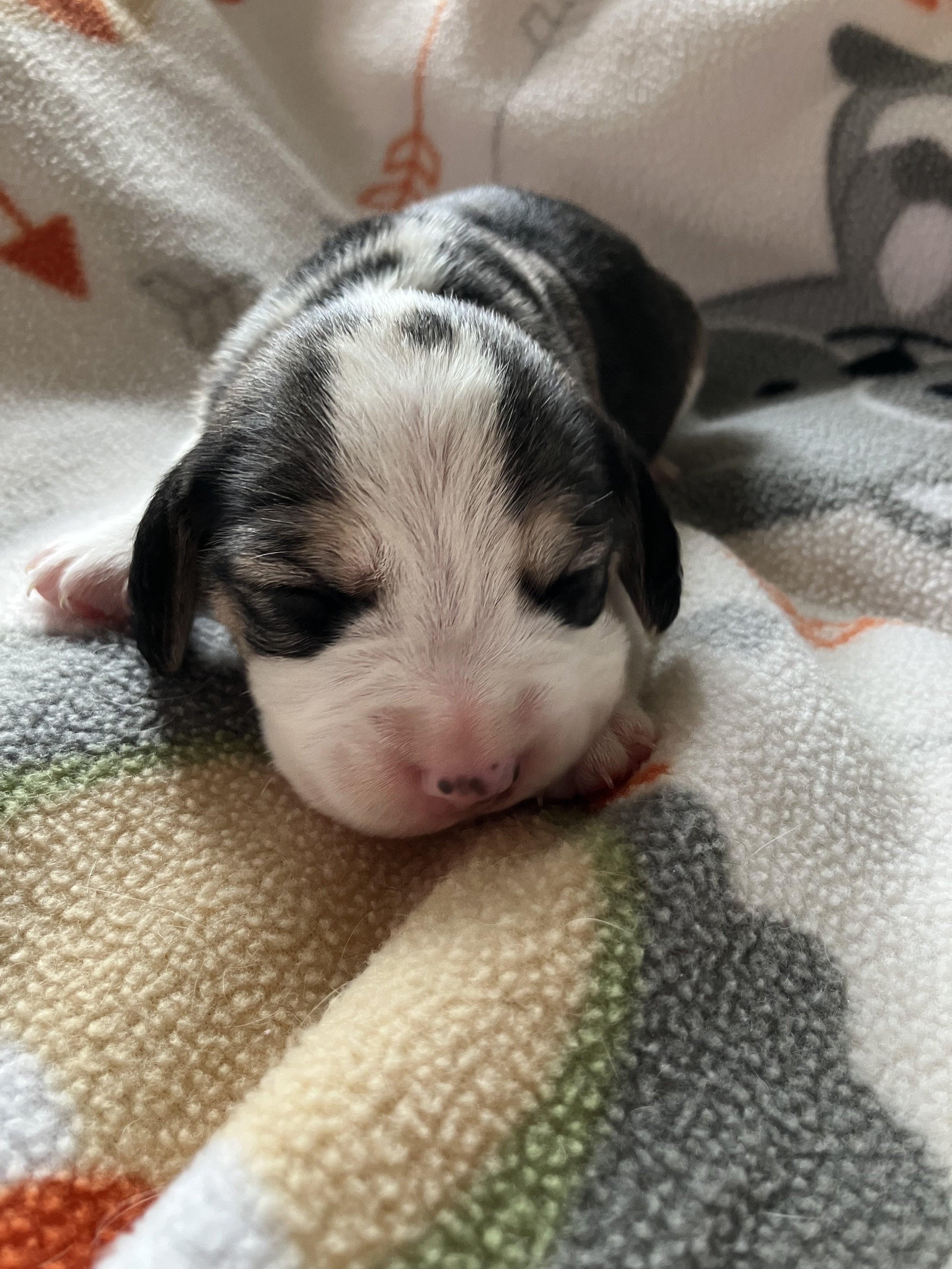 Lewis - RESERVED