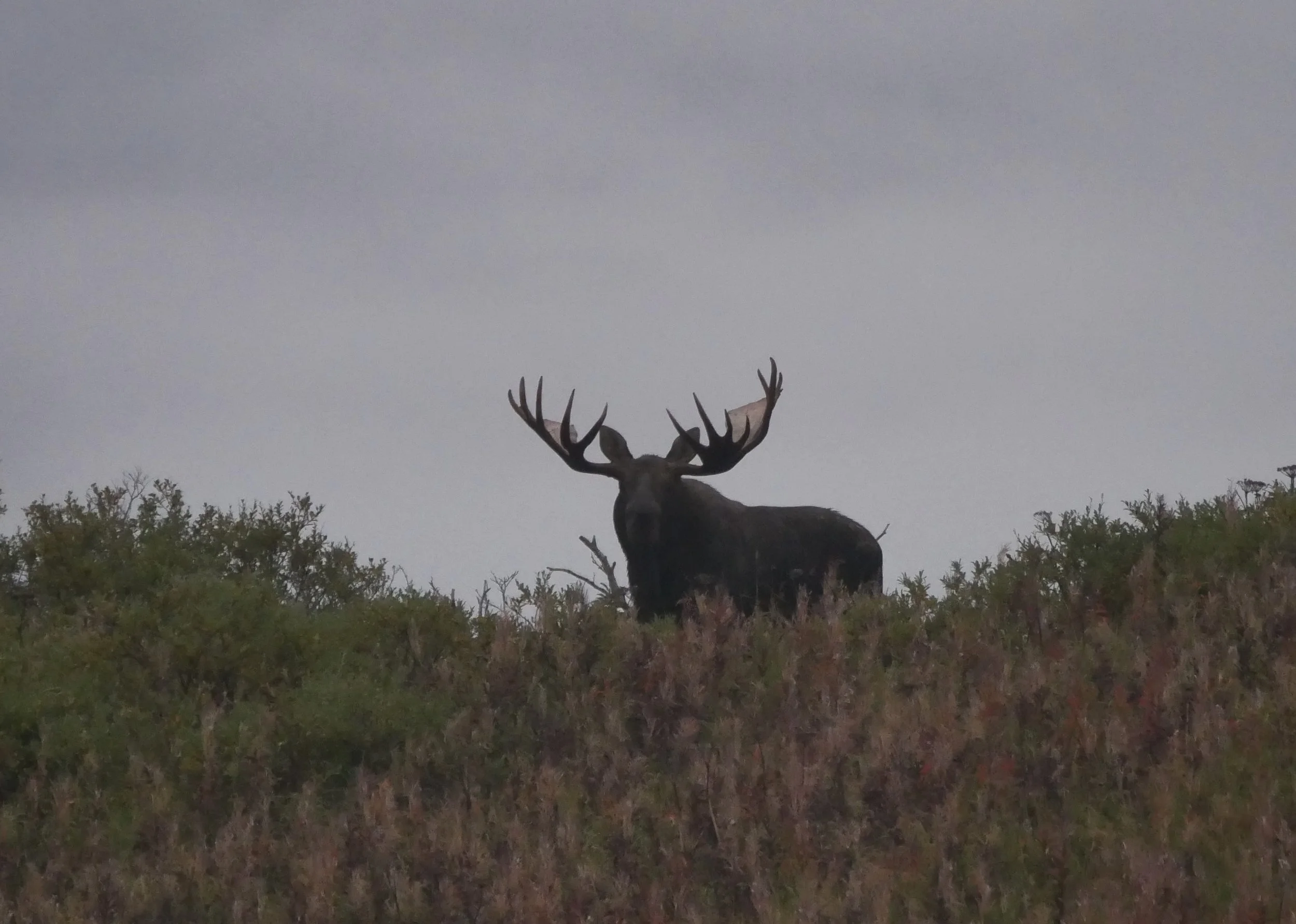 A large stag deer with antlers standing on a grassy hilltop against an overcast sky.