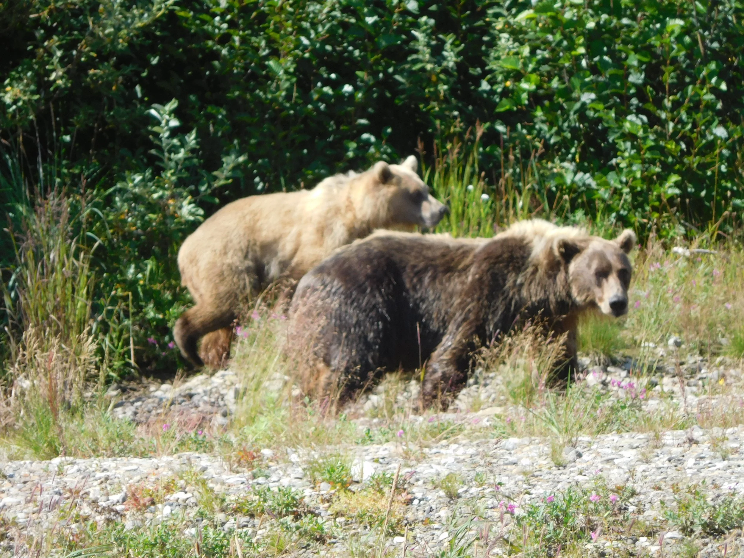 Three wolves walking through a grassy area with green bushes in the background.