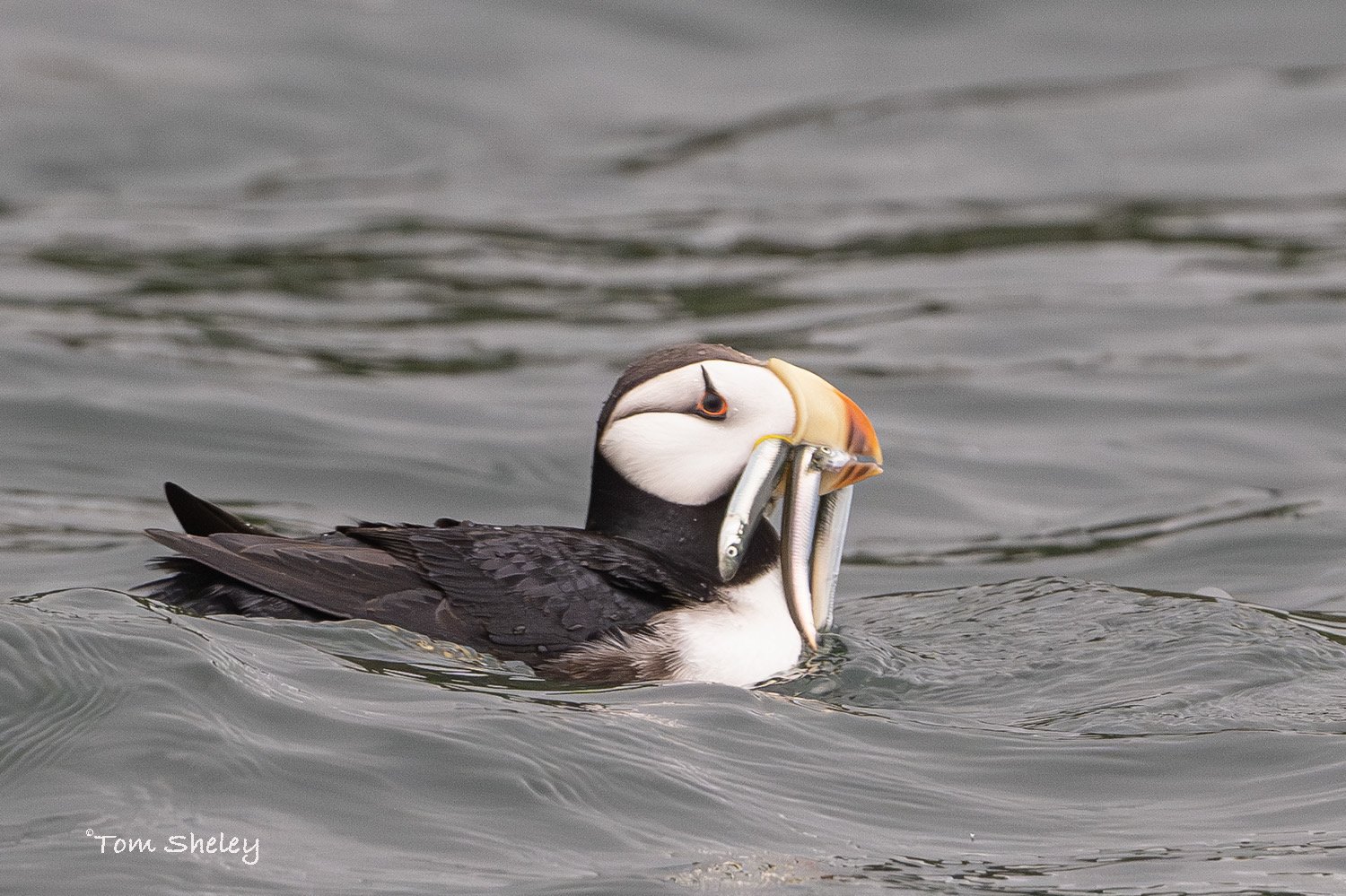 A puffin on water holding several small fish in its beak.