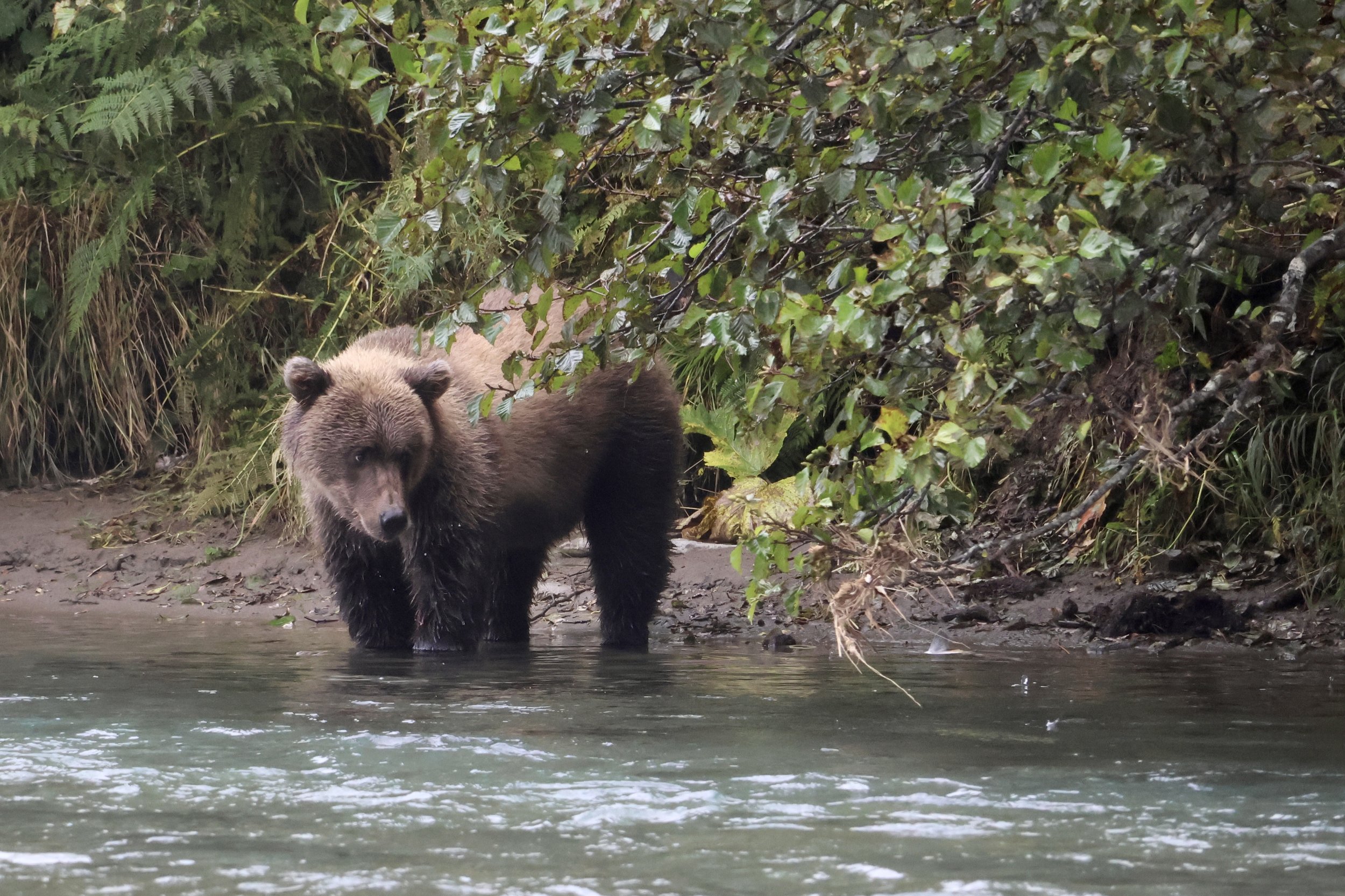 A brown bear standing in a river with dense green foliage and bushes on the riverbank.