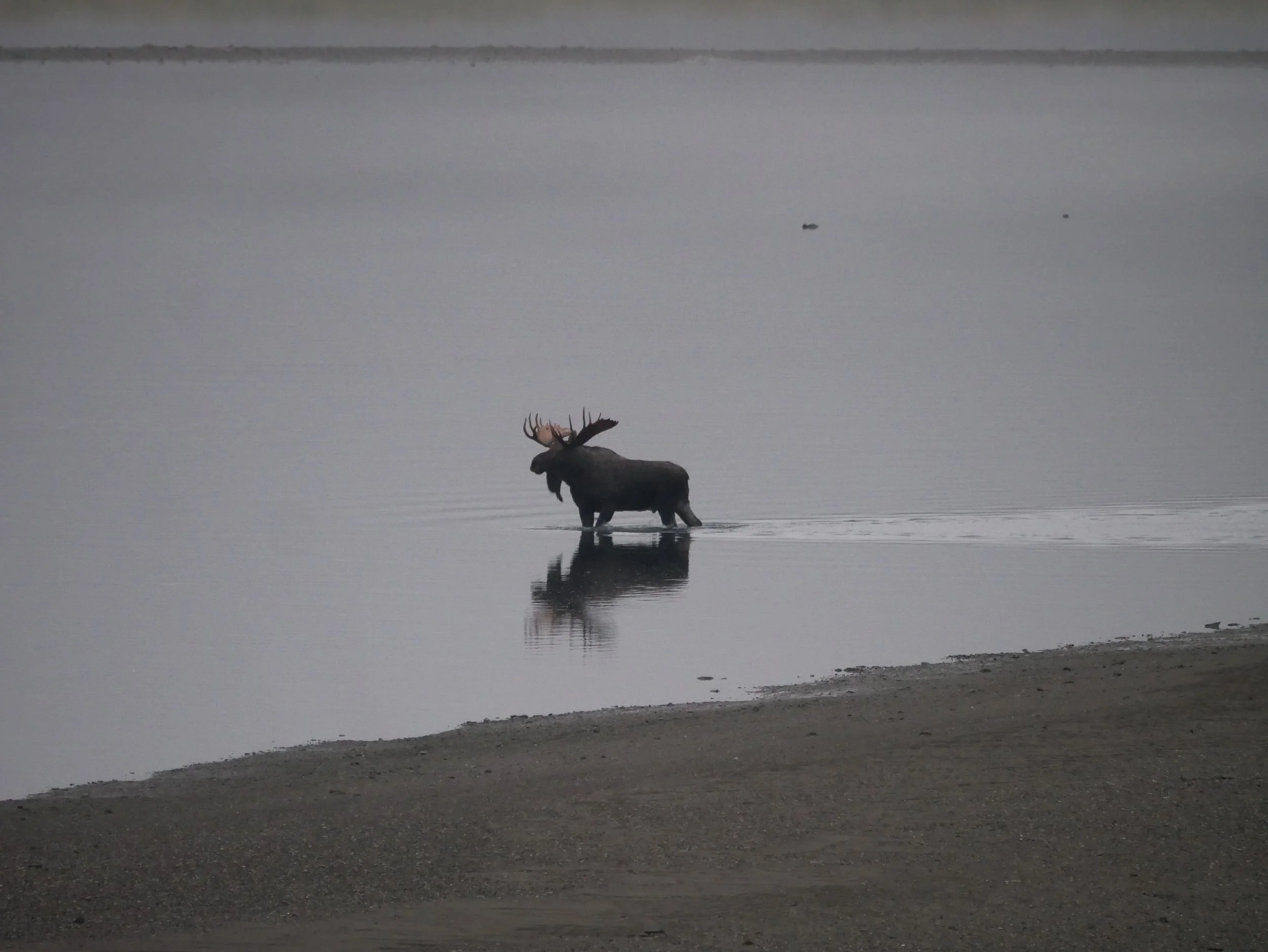 A moose standing in shallow water near a shoreline, with large antlers and reflected in the water.