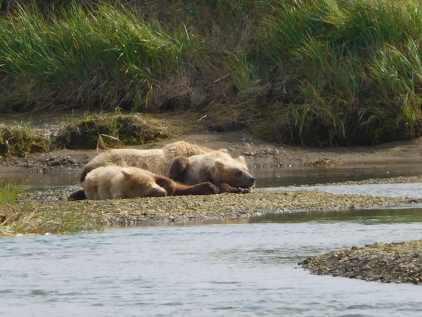 Two bears lying on the riverbank with water in the foreground and tall grass in the background.
