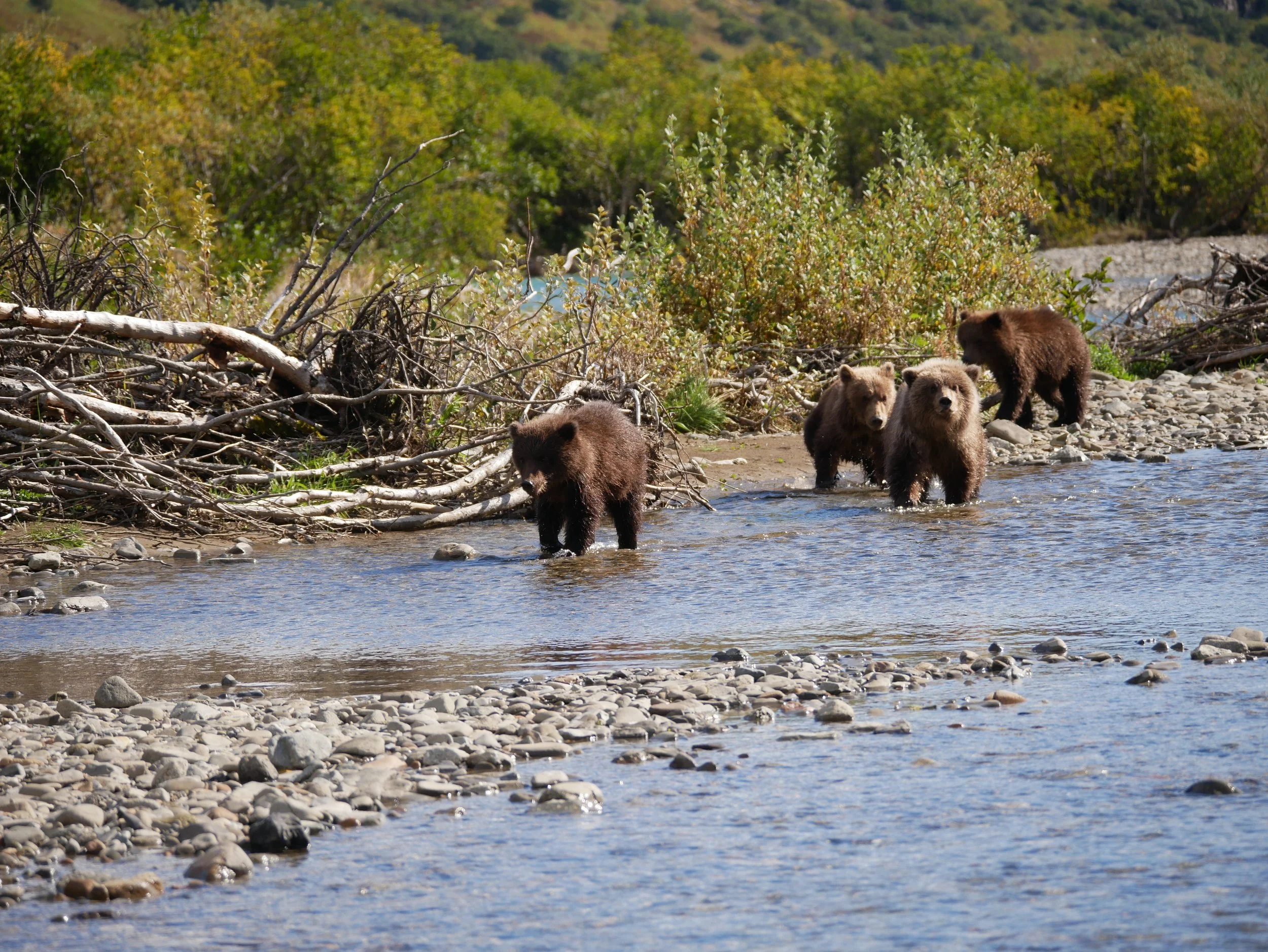 A landscape with four bears by a river, surrounded by rocky terrain and dense green trees in the background.