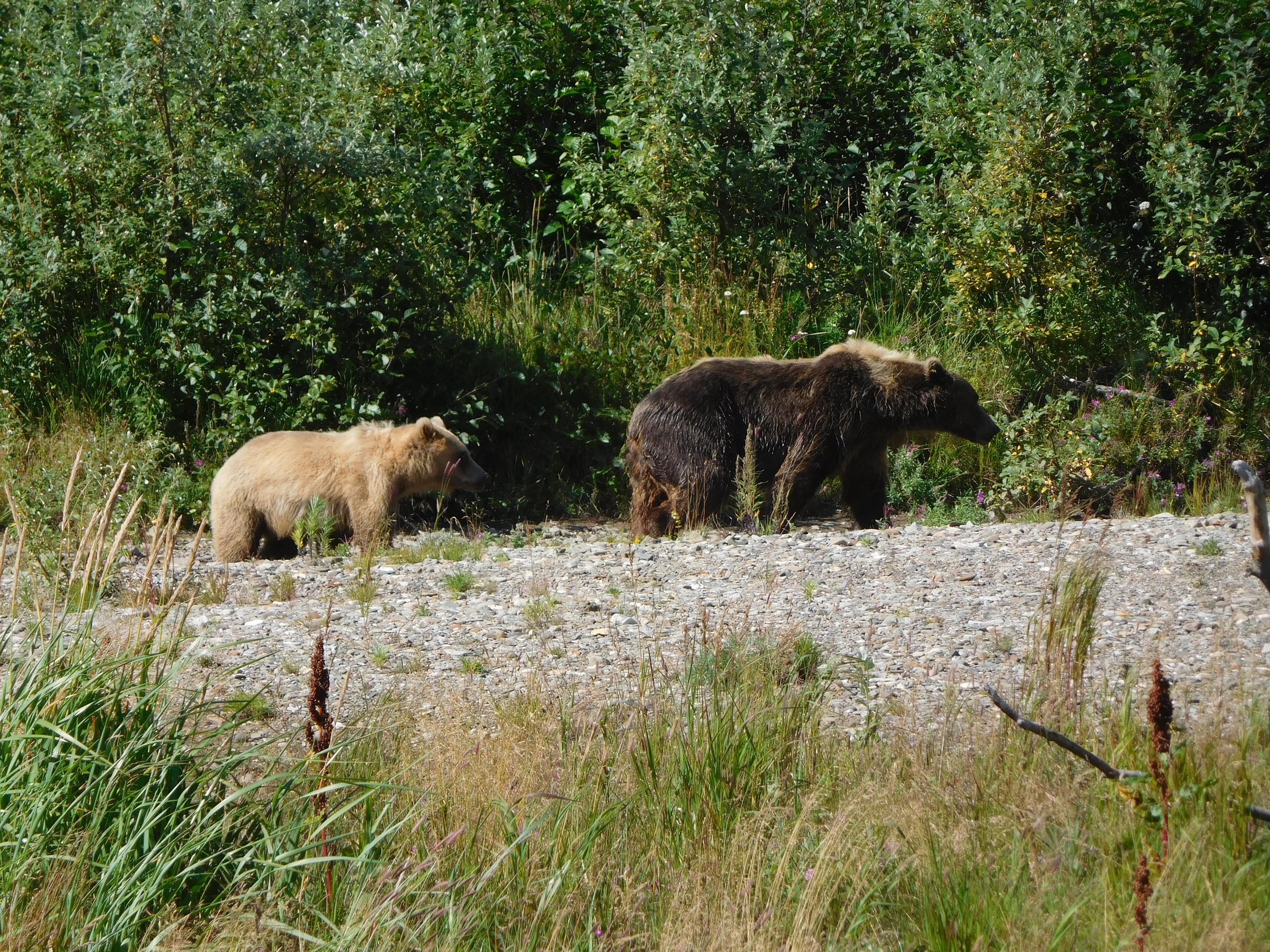 Two bears, one lighter and one darker, walking among tall grass with dense green shrubs and trees in the background.