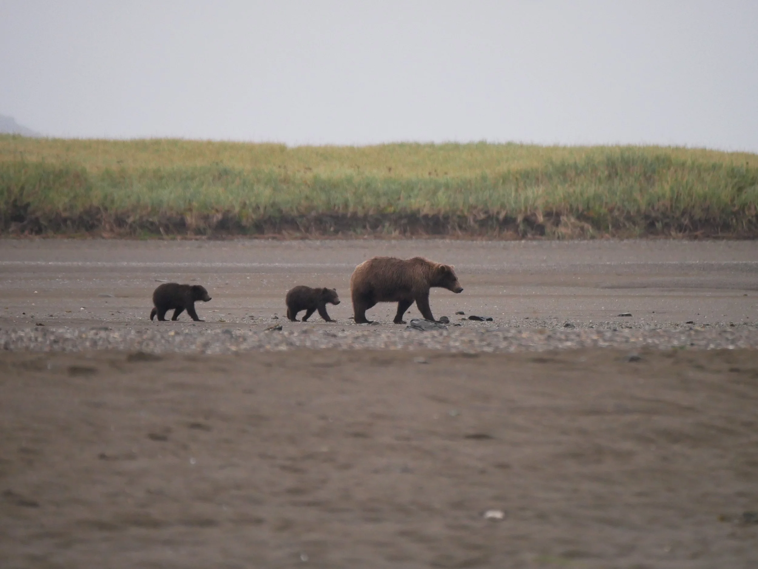 A bear family walking across a dirt road with two smaller bears flanking a larger adult bear, with a grassy landscape and overcast sky in the background.