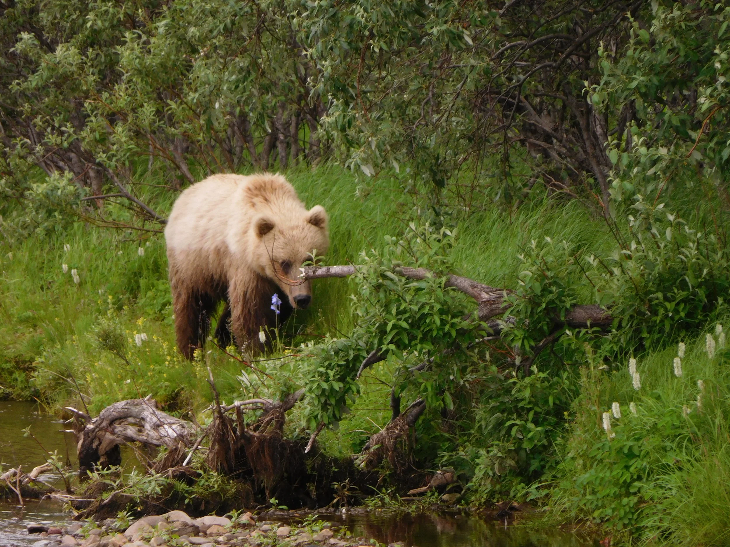 A bear walking along the water's edge in a green, leafy forested area.